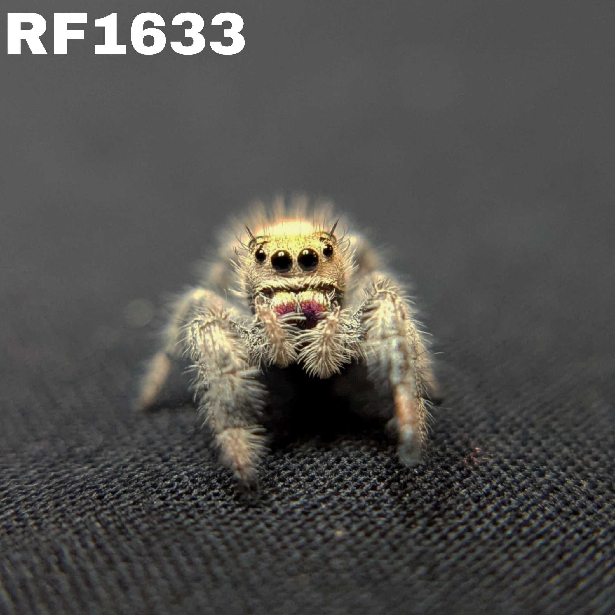 Regal Jumping Spider "Mira"