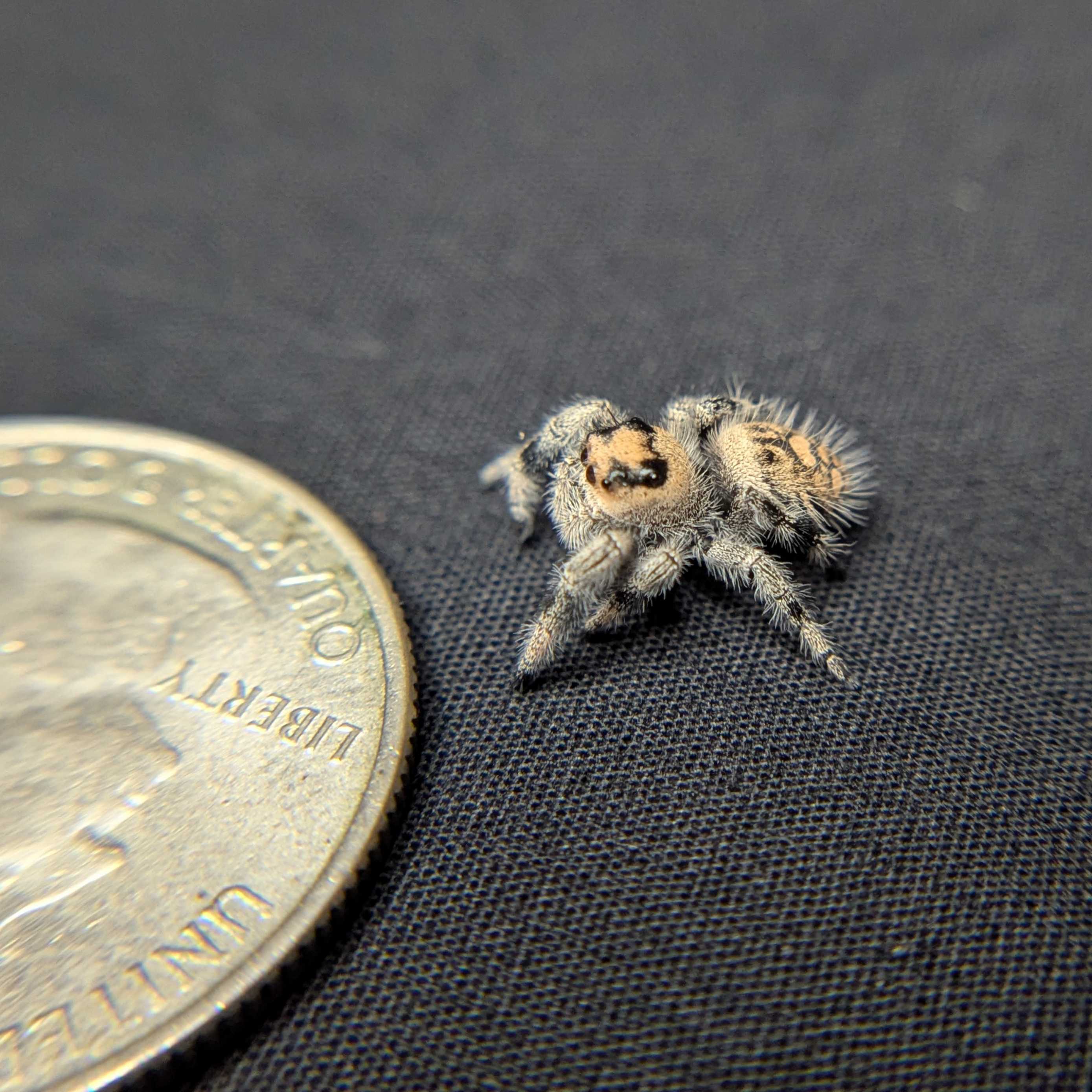 Regal Jumping Spider "Dragon Fruit"