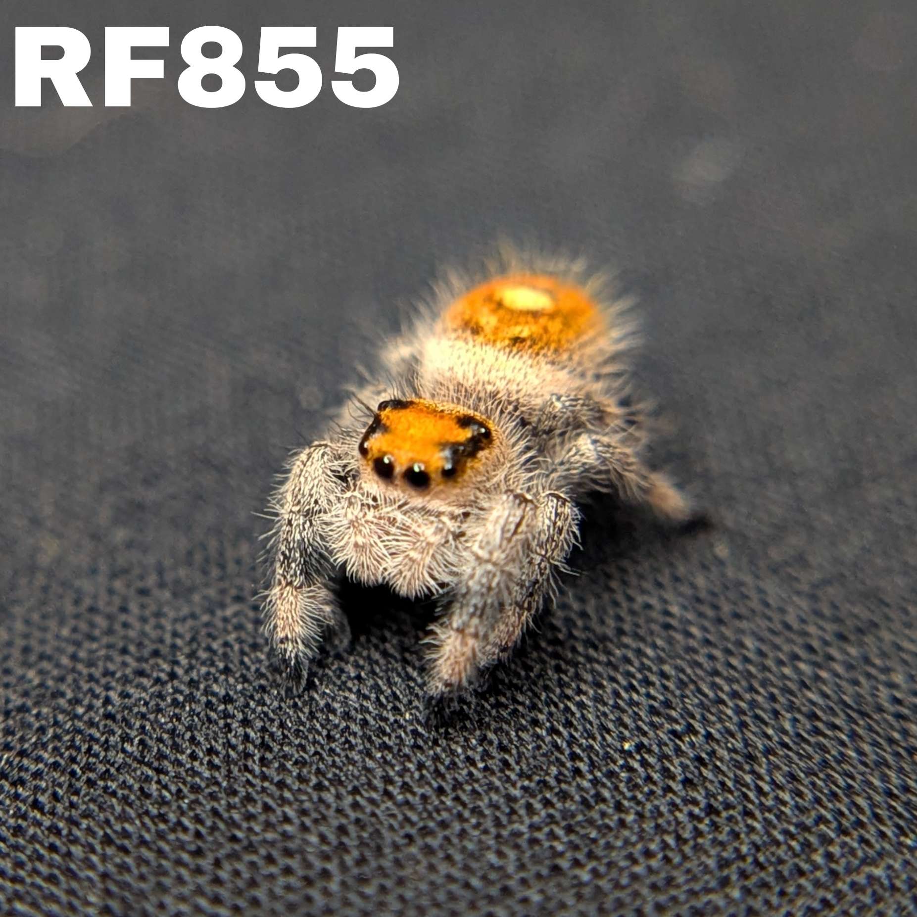 Regal Jumping Spider “Sienna”