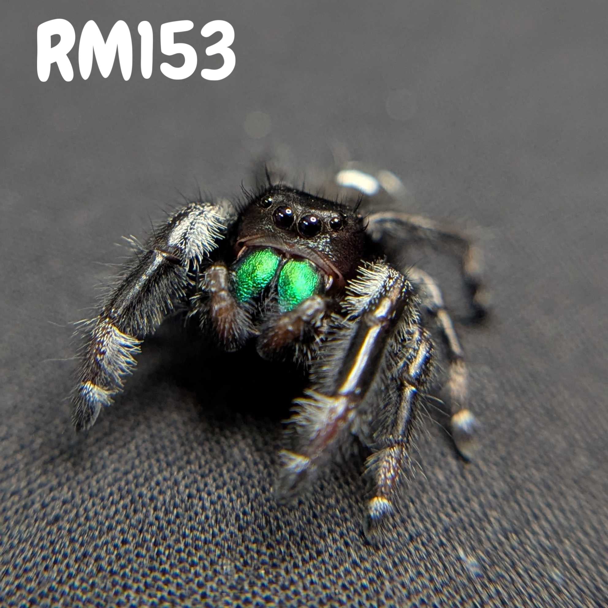 Regal Jumping Spider "Forest"