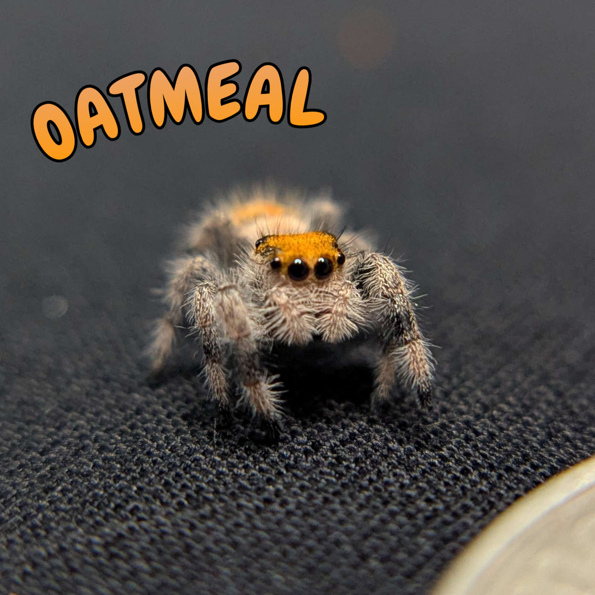 Regal Jumping Spider "Oatmeal"
