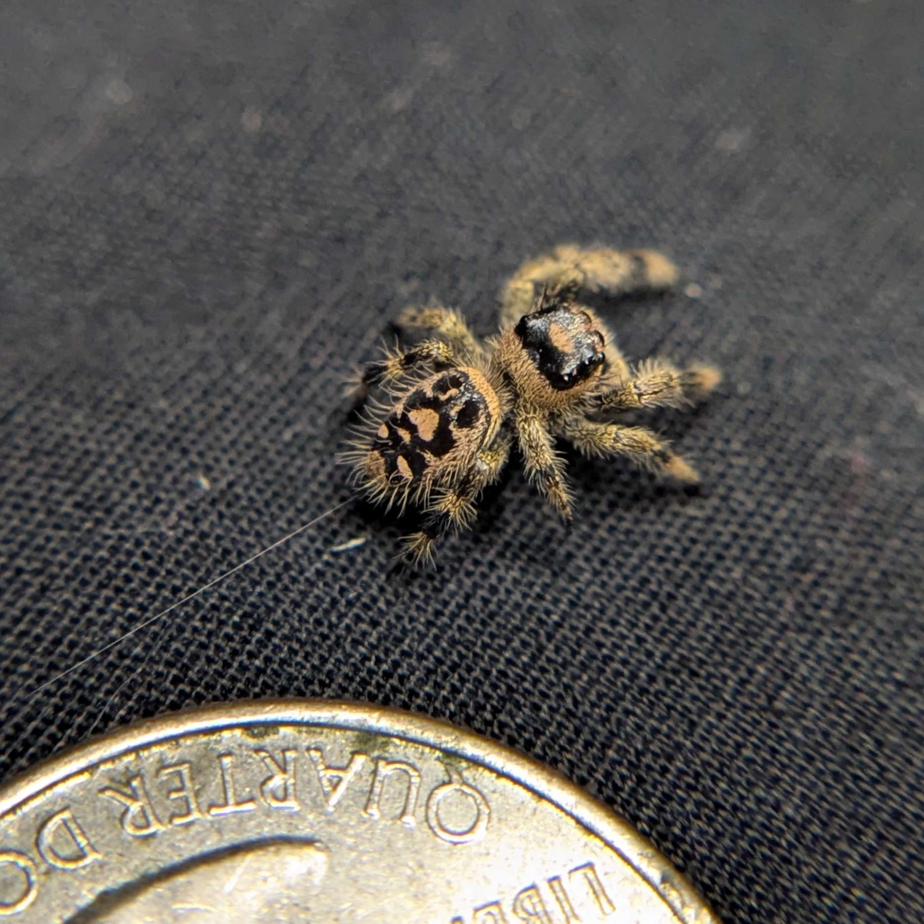 Regal Jumping Spider "Sage"