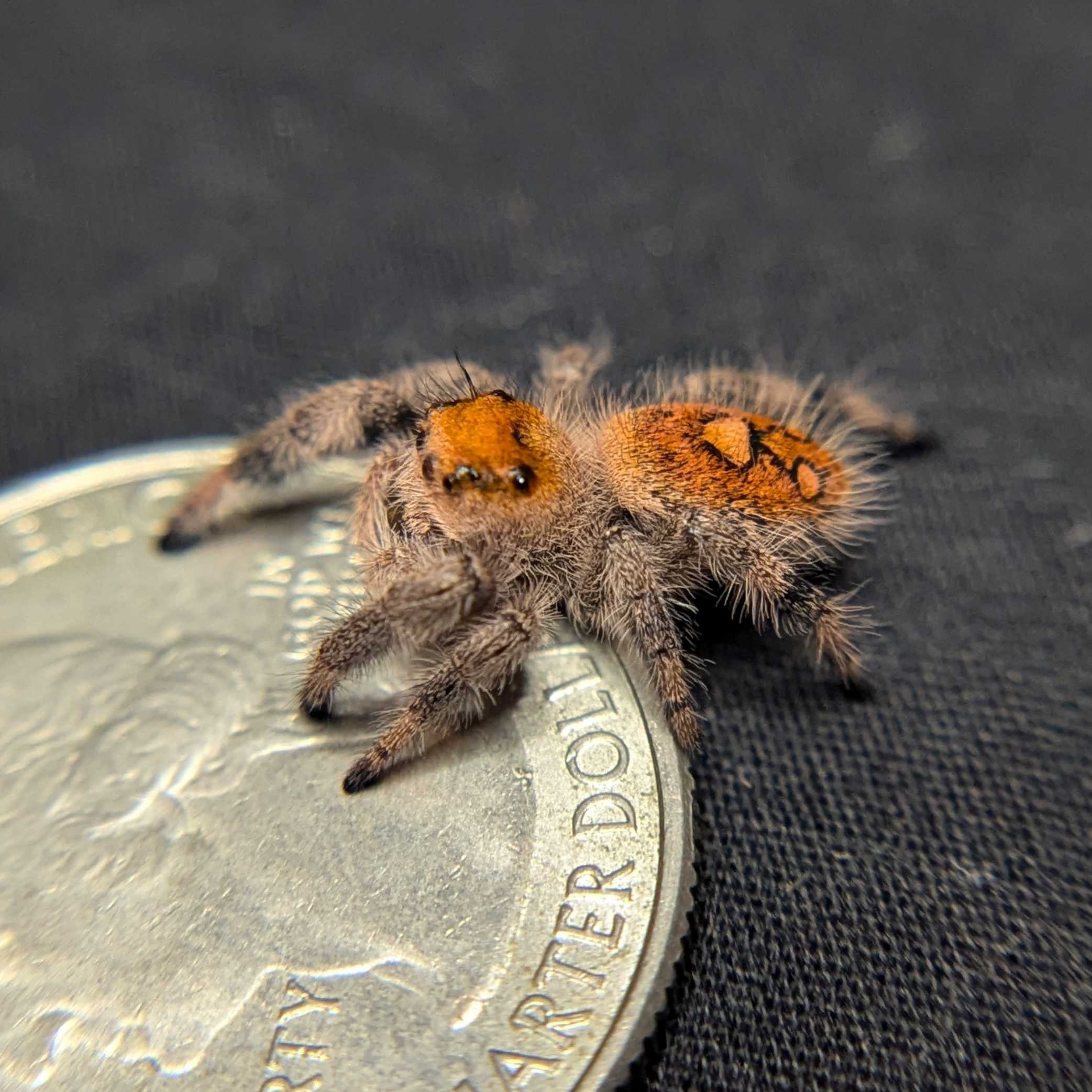 Regal Jumping Spider "Insignia"