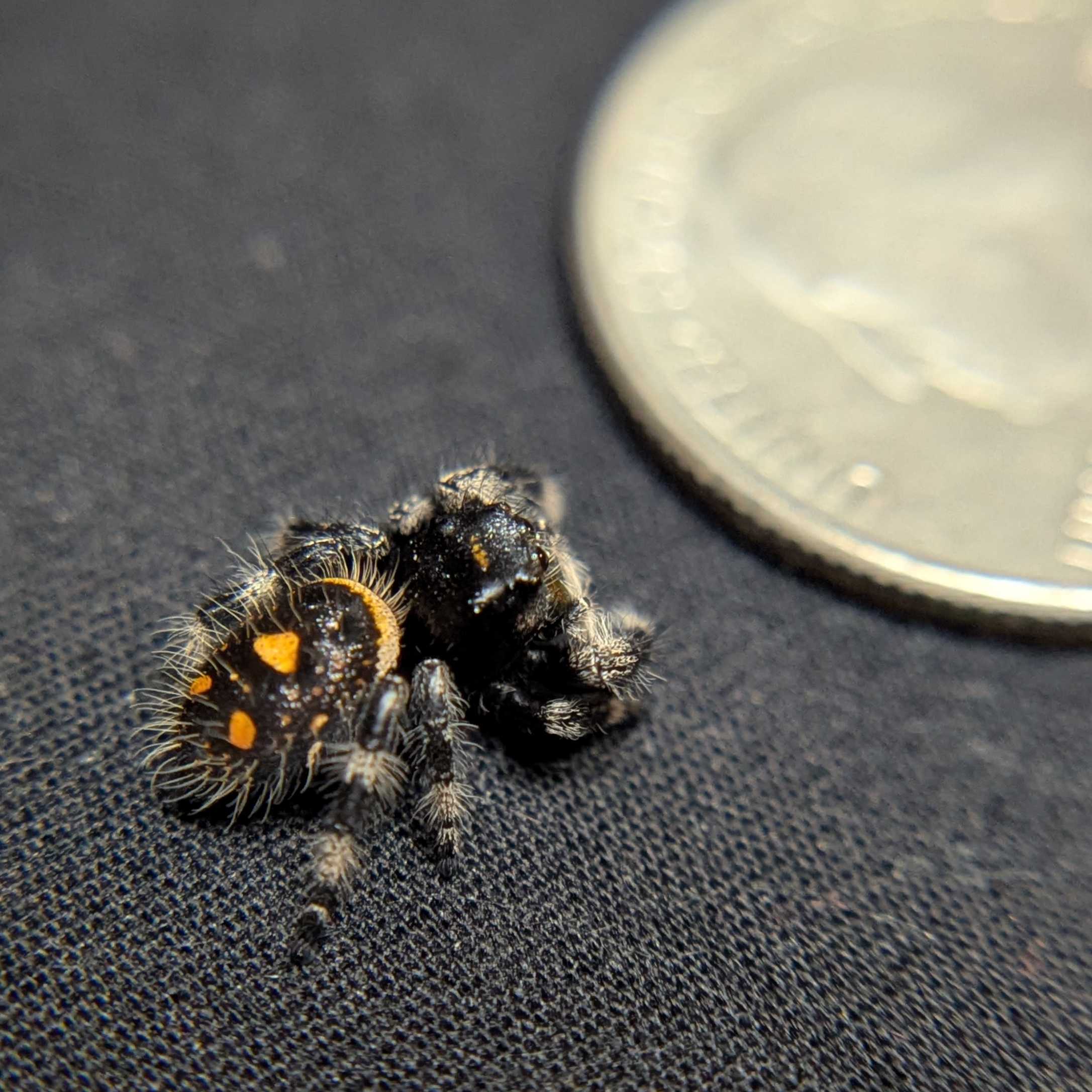 Regal Jumping Spider "Ignisa"
