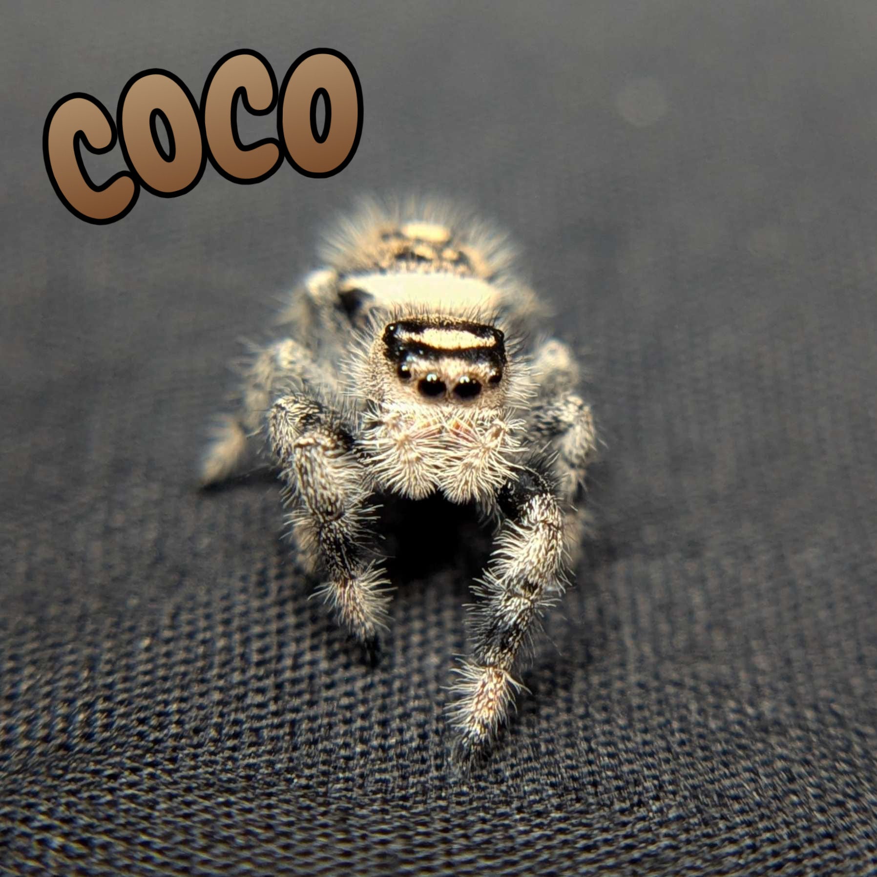 Regal Jumping Spider "Coco"