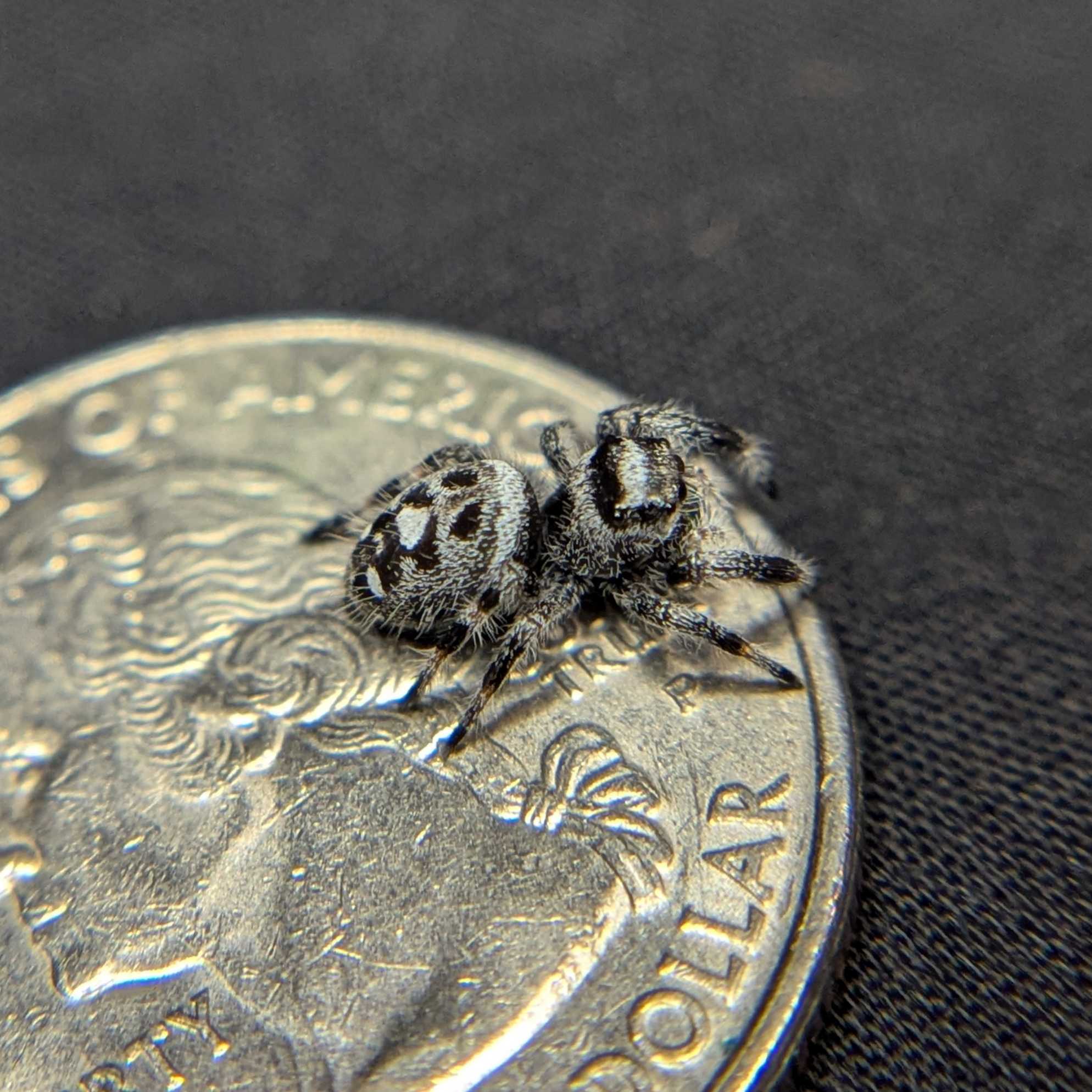 Regal Jumping Spider "Artichoke"