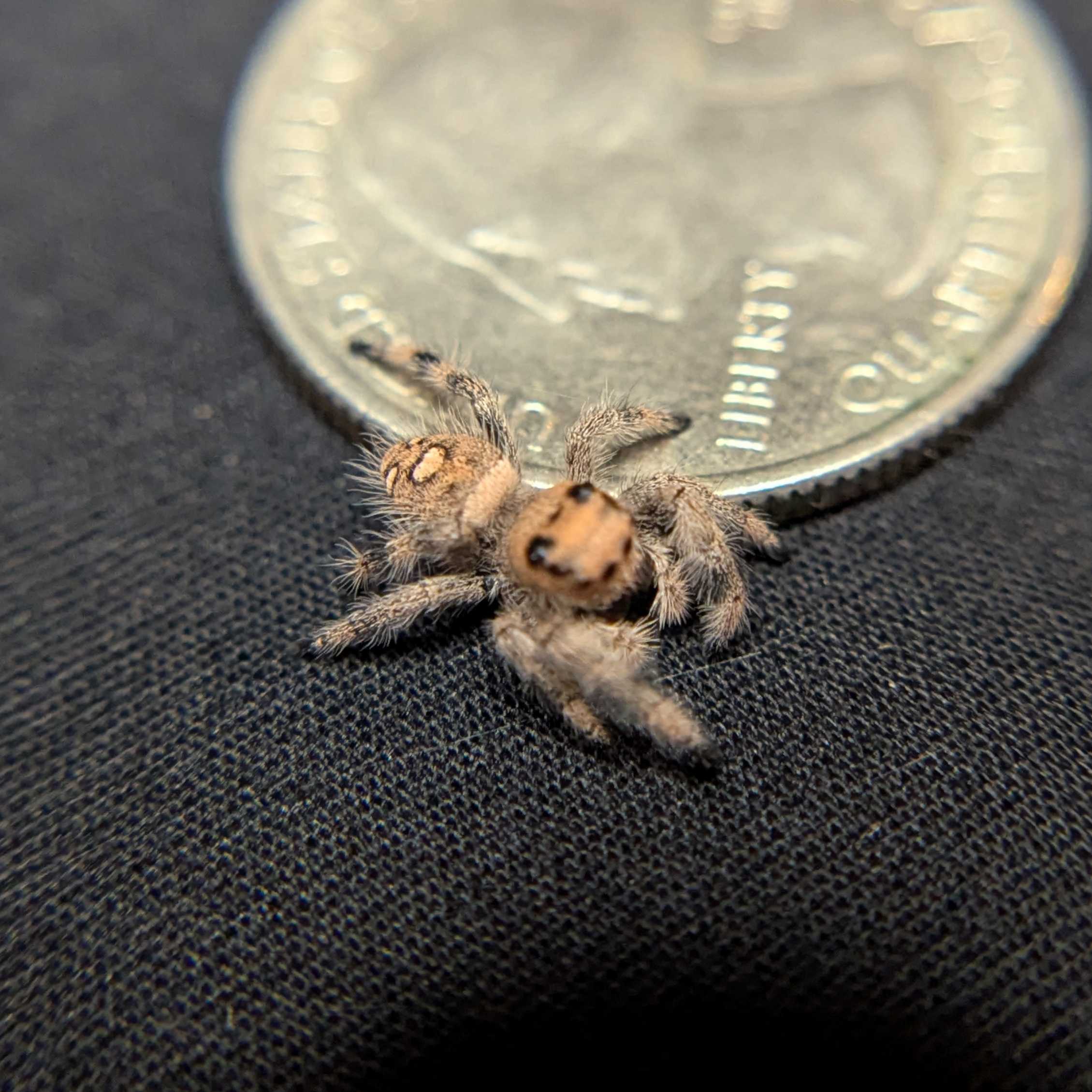 Regal Jumping Spider "Comet"