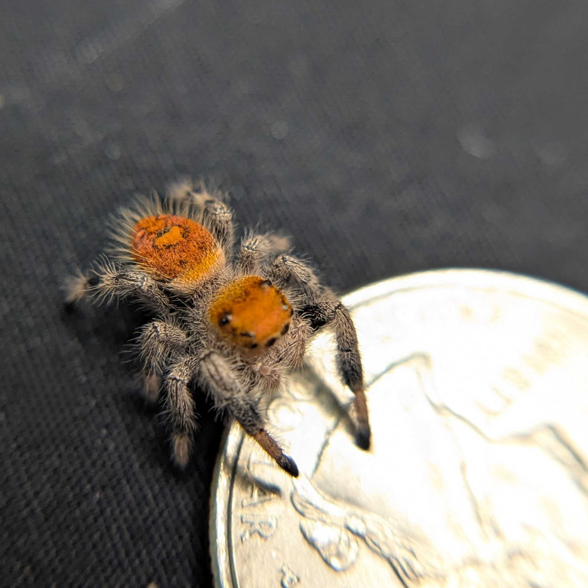 Regal Jumping Spider "Bengal"