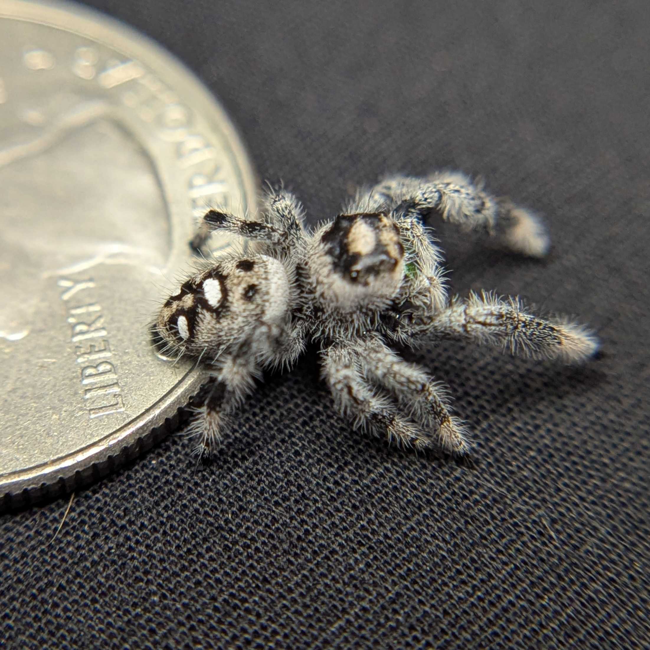 Regal Jumping Spider “Mint”