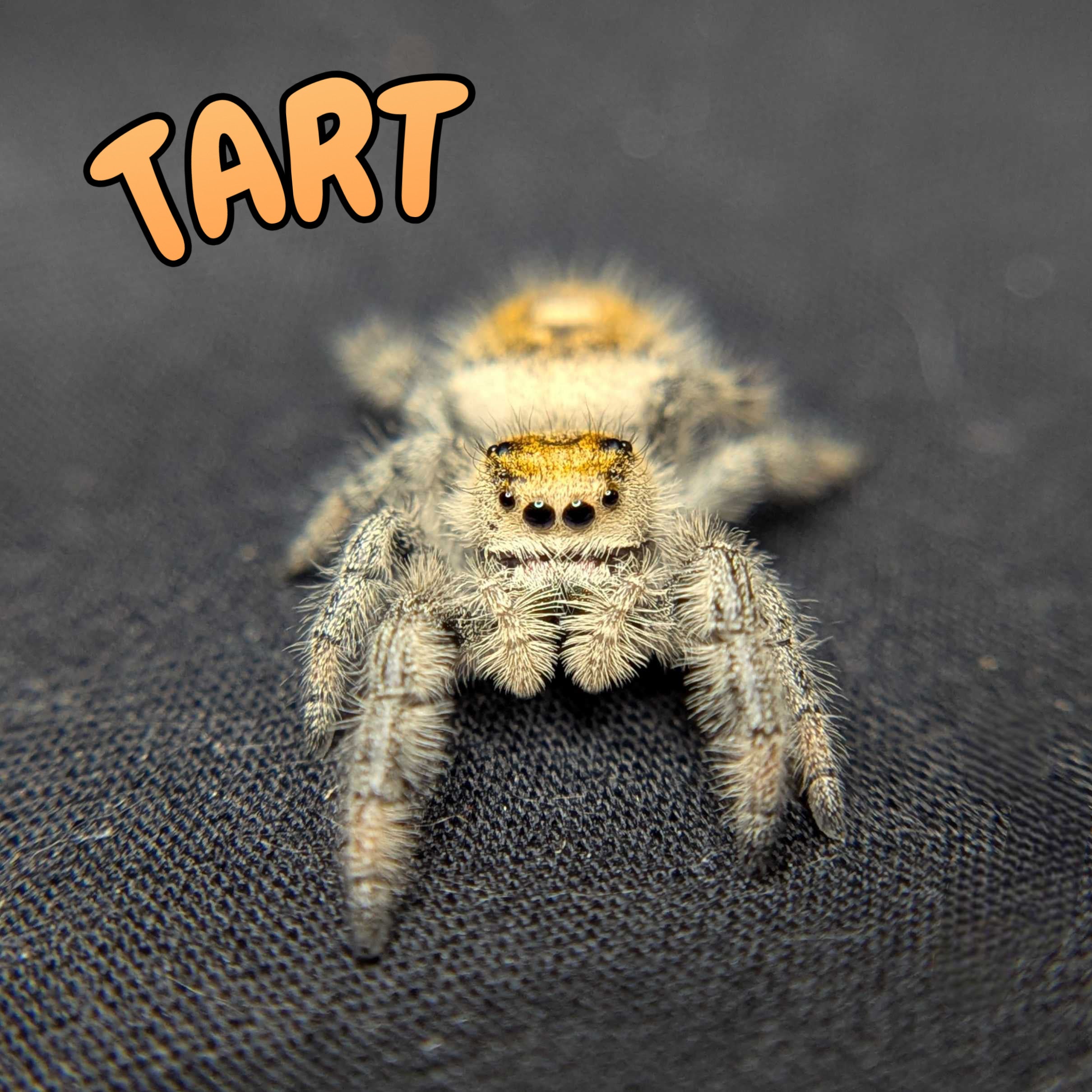 Regal Jumping Spider "Tart"