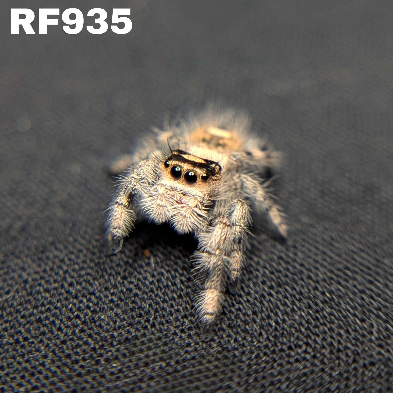 Regal Jumping Spider “Palmetto”