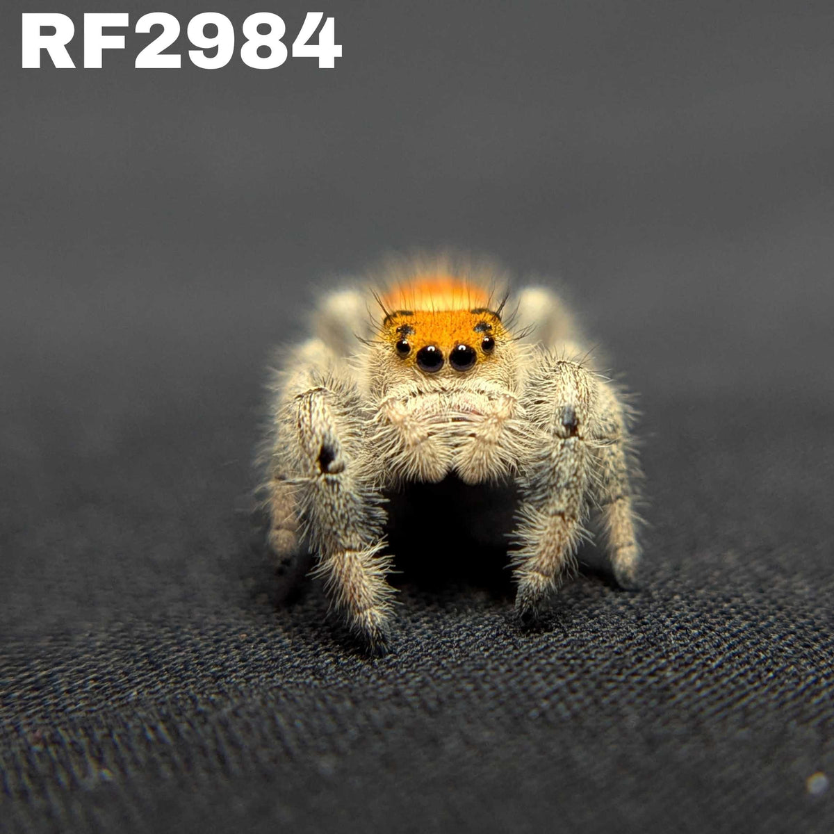 Regal Jumping Spider "Mango"