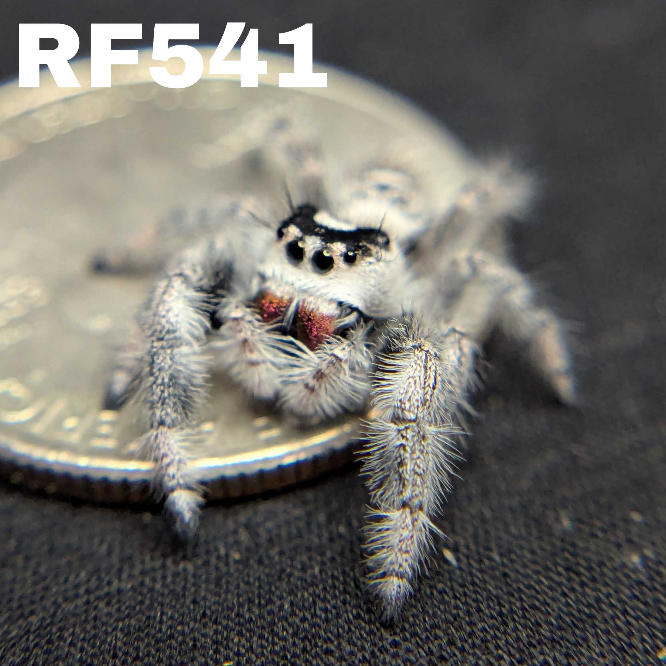 Regal Jumping Spider "Mozzarella"