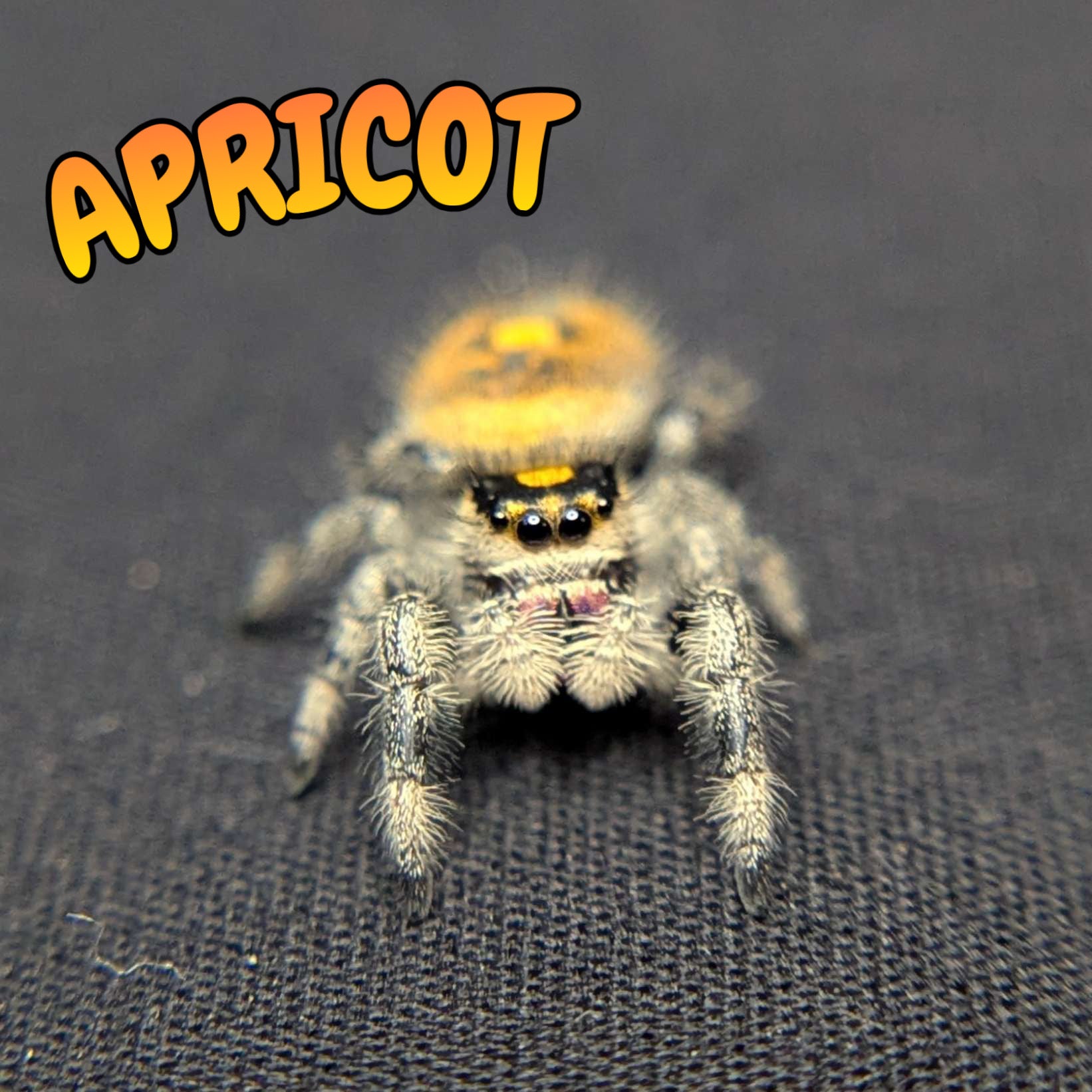 Regal Jumping Spider “Apricot”