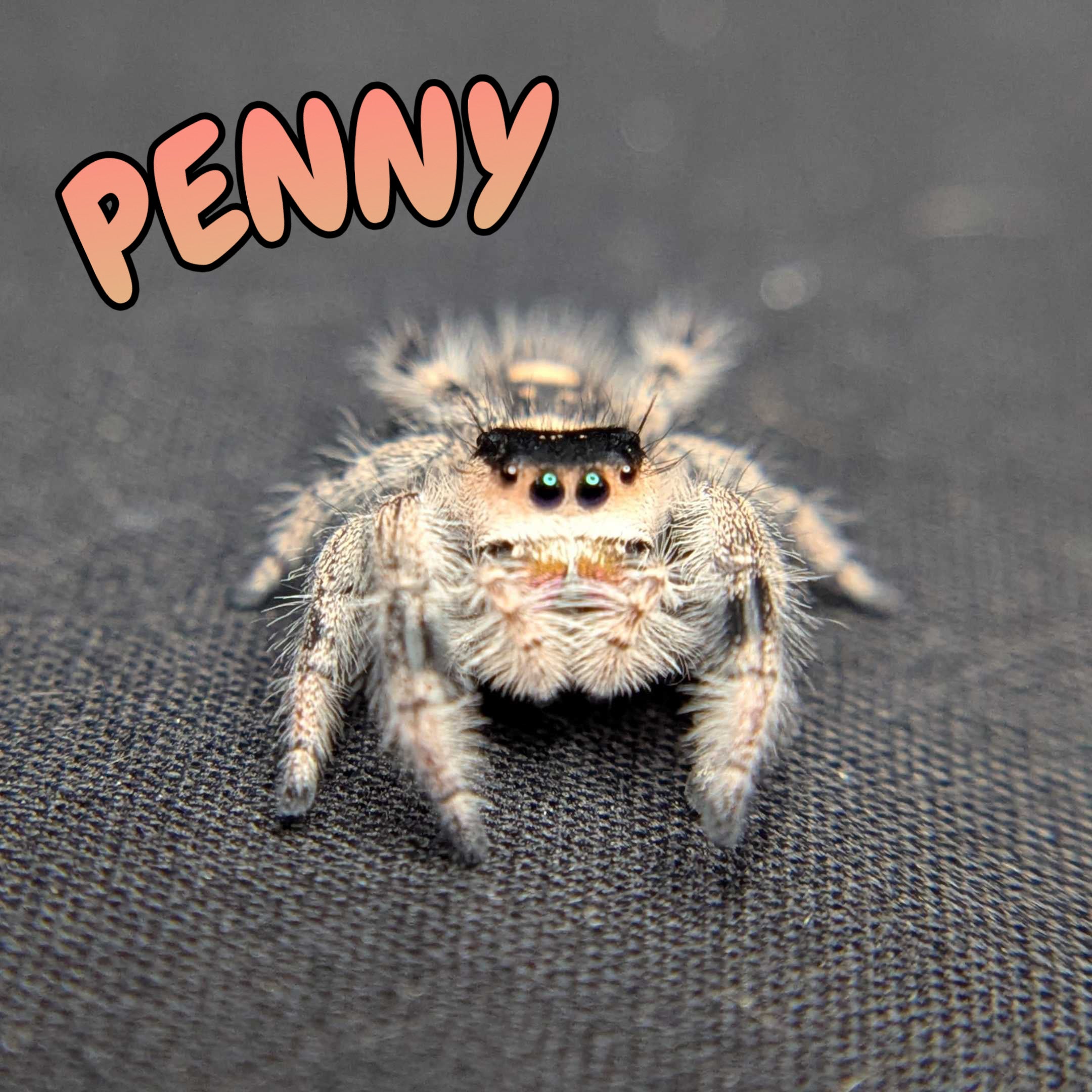 Regal Jumping Spider “Penny”