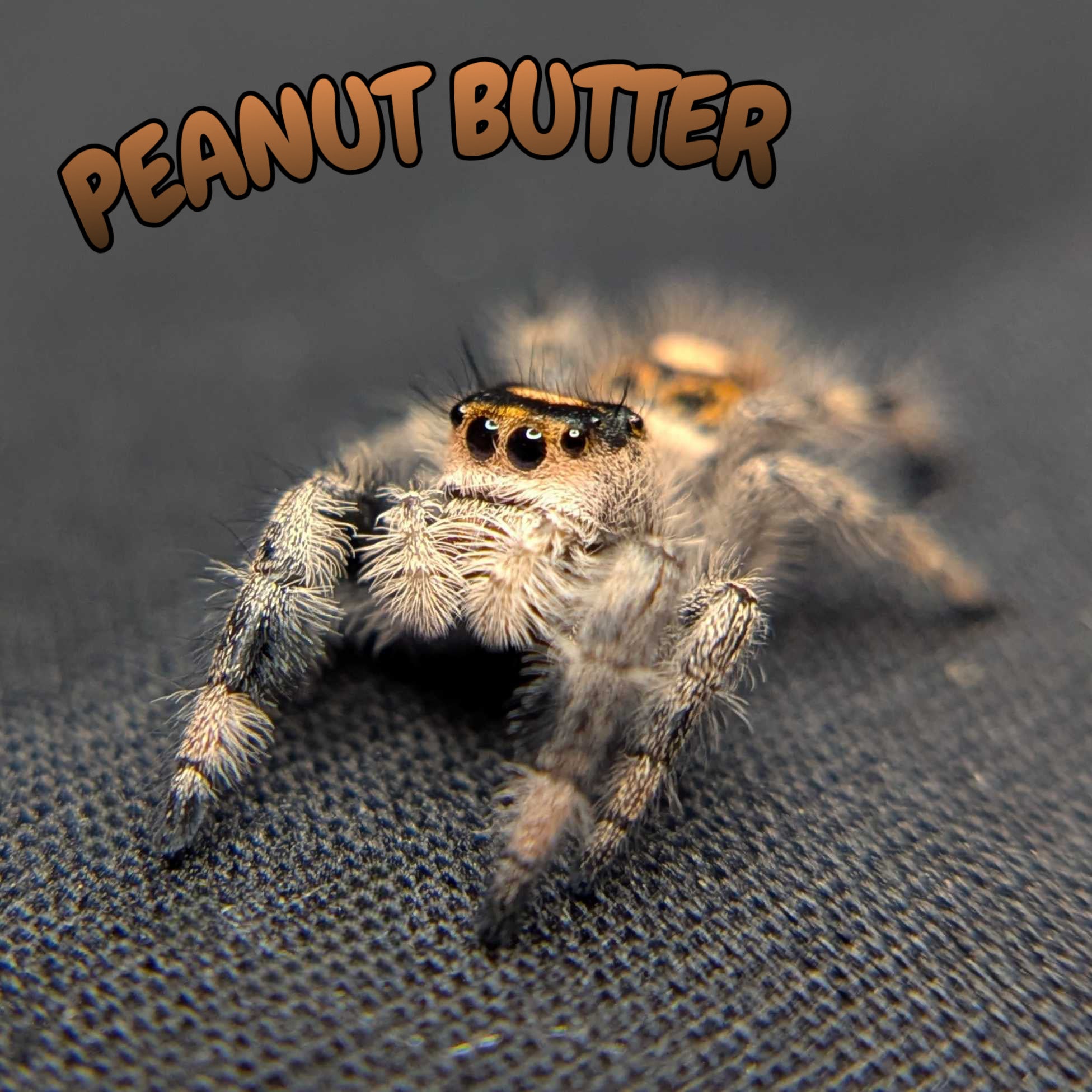 Regal Jumping Spider “Peanut Butter”