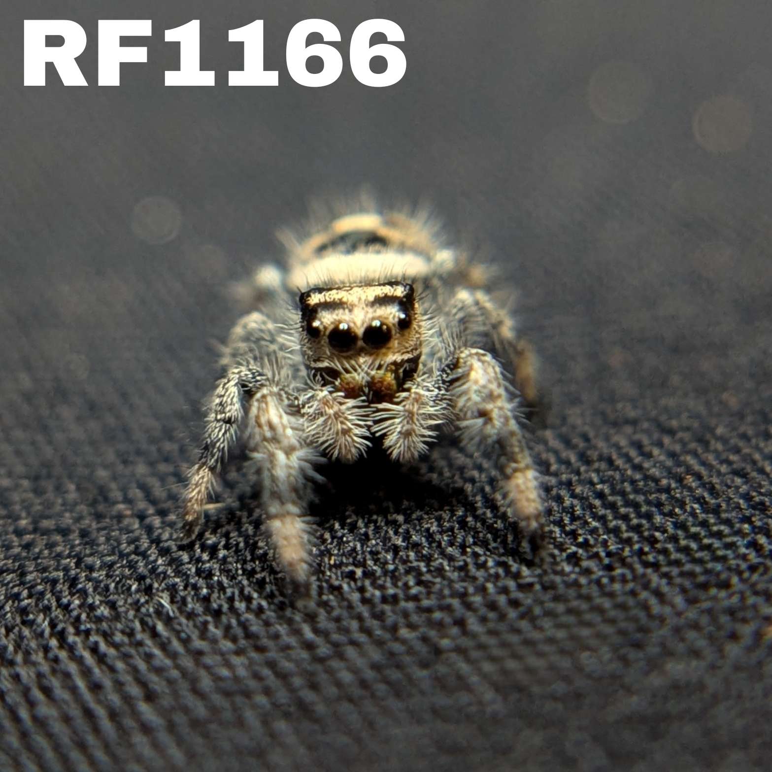 Regal Jumping Spider “Cupcake”
