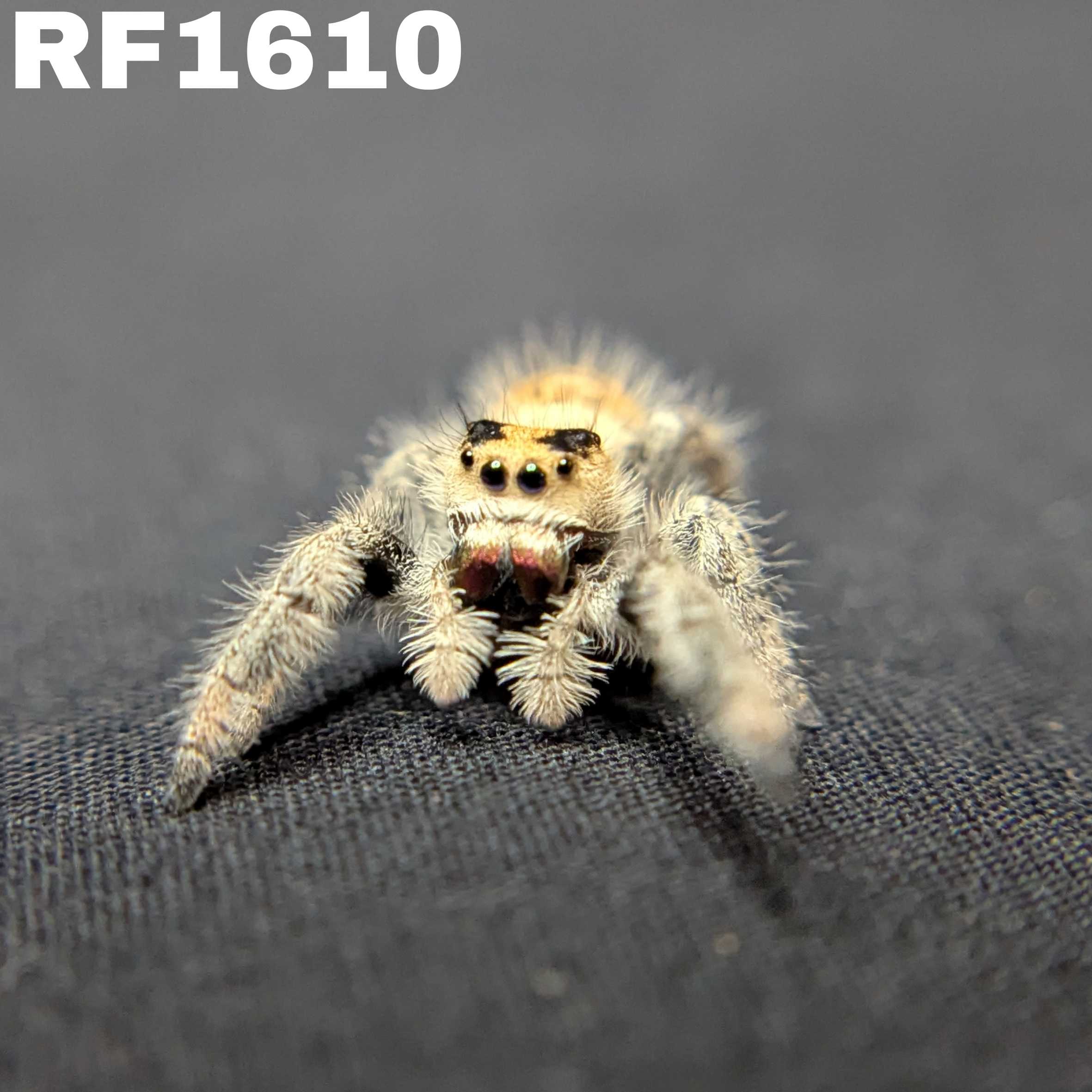 Regal Jumping Spider "Candy"