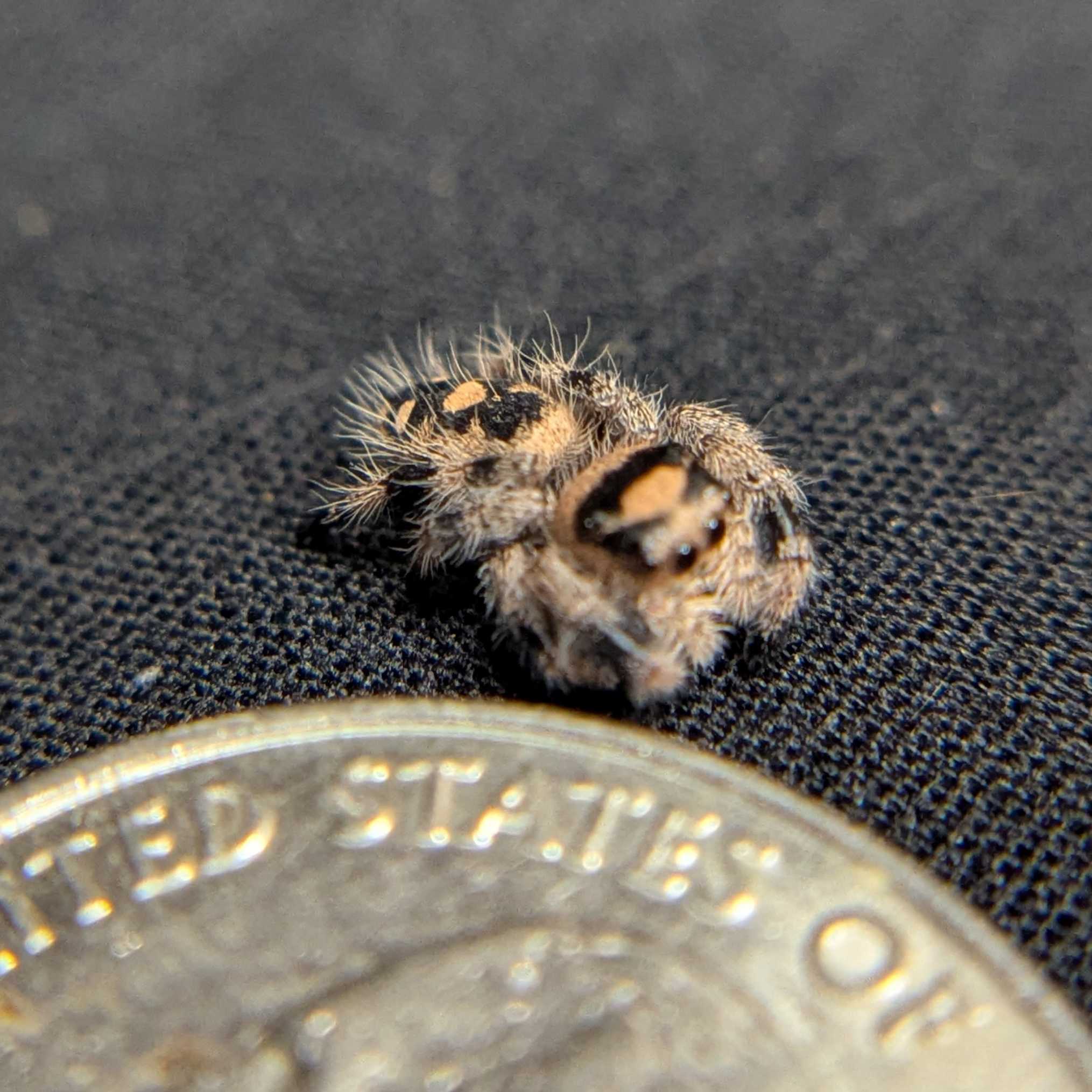 Regal Jumping Spider "Sugar Bomb"