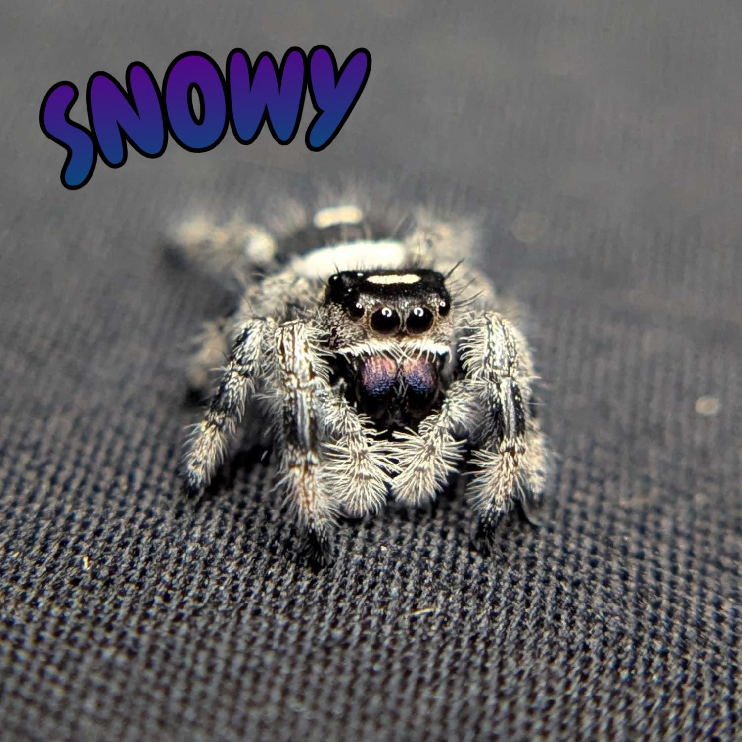 Regal Jumping Spider “Snowy”