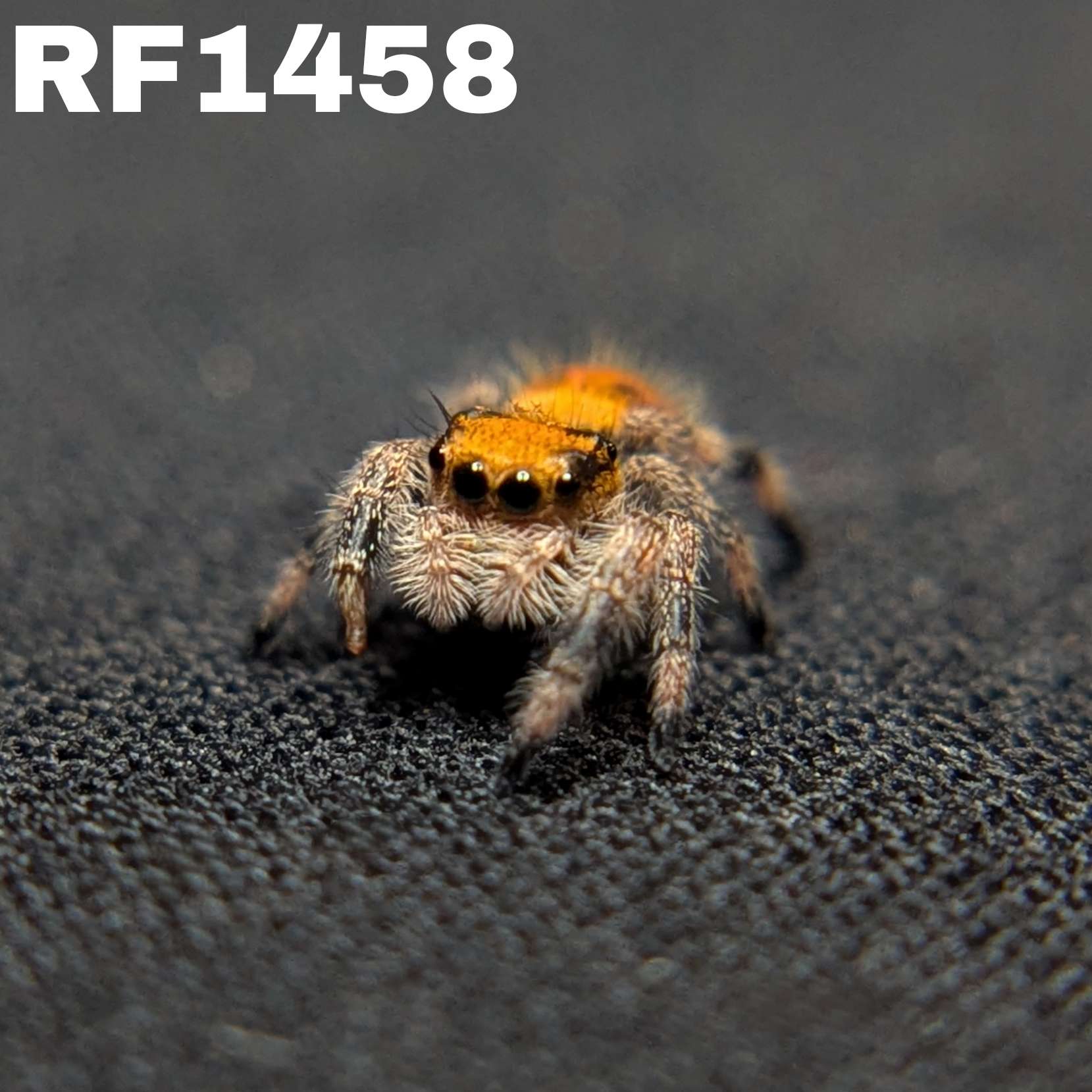 Regal Jumping Spider “Fury”