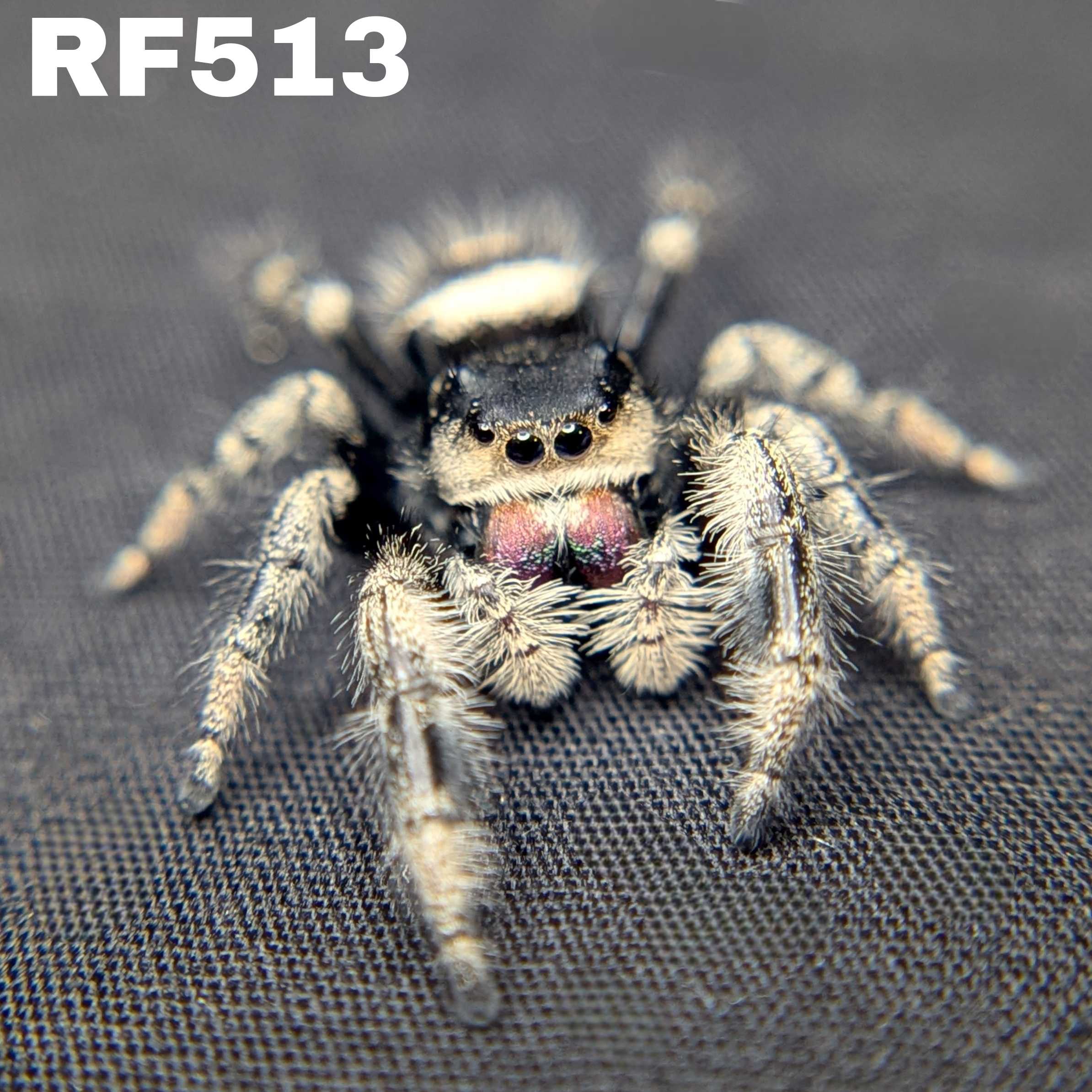 Regal Jumping Spider "Cheetah"