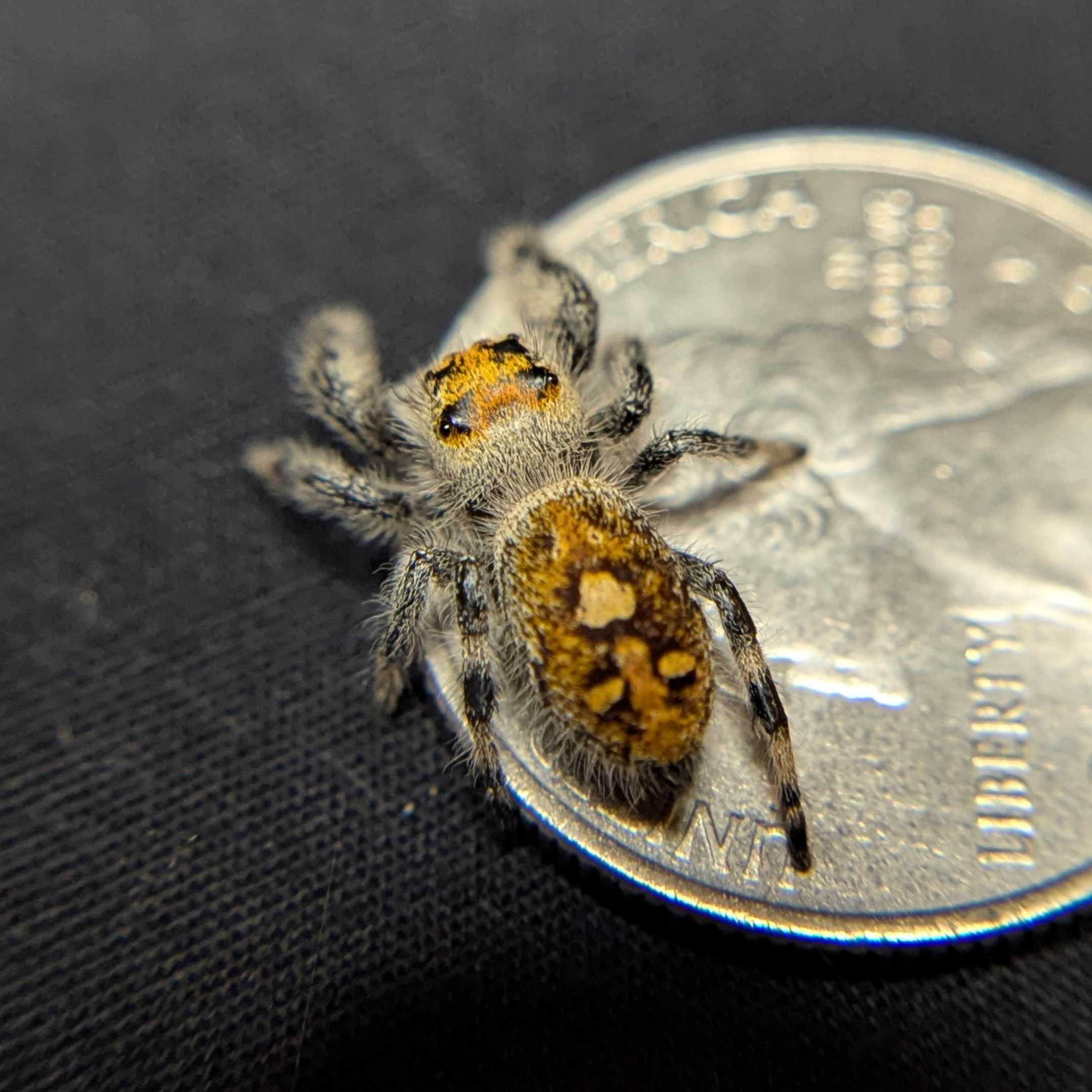 Regal Jumping Spider "Mango Puff"