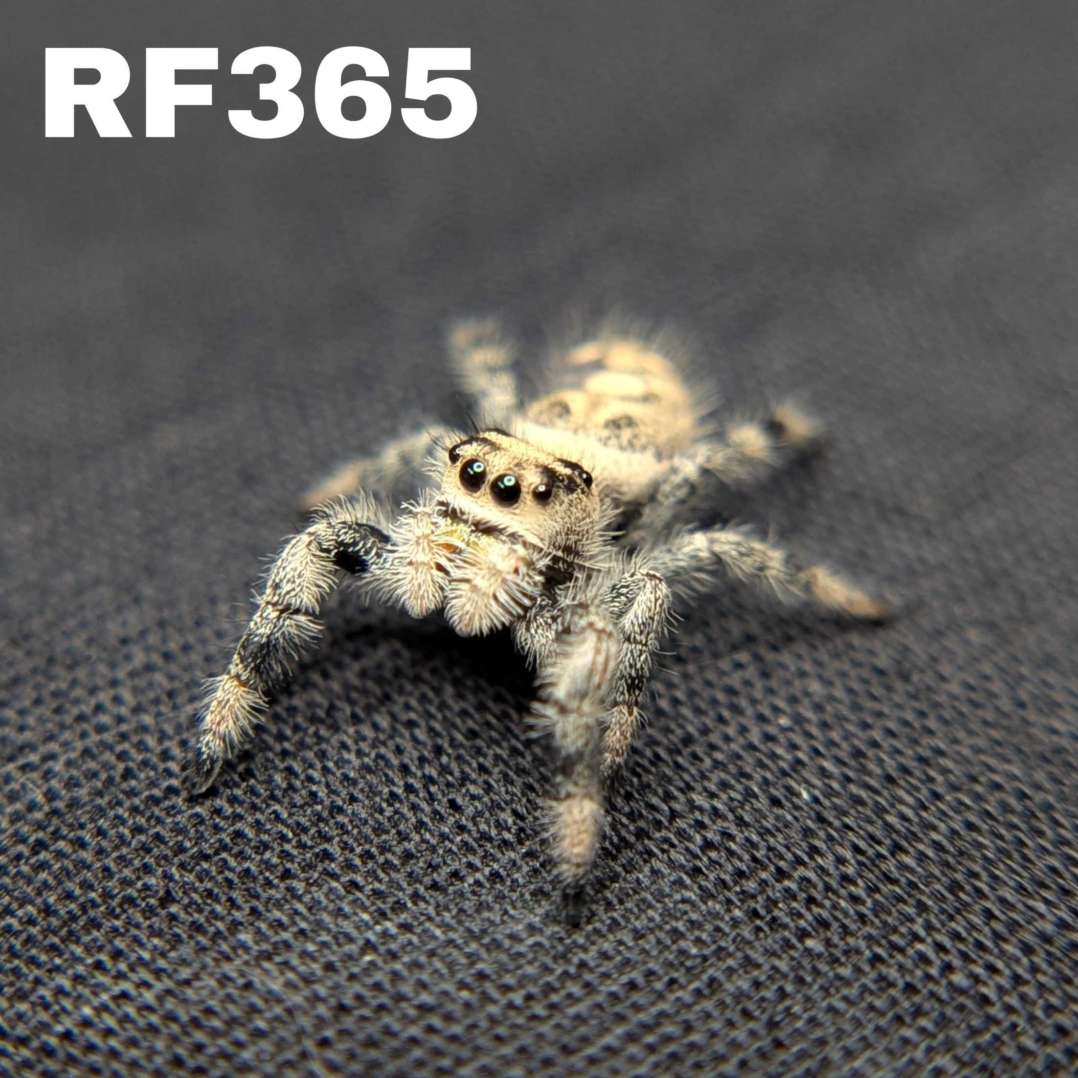 Regal Jumping Spider "Domino"