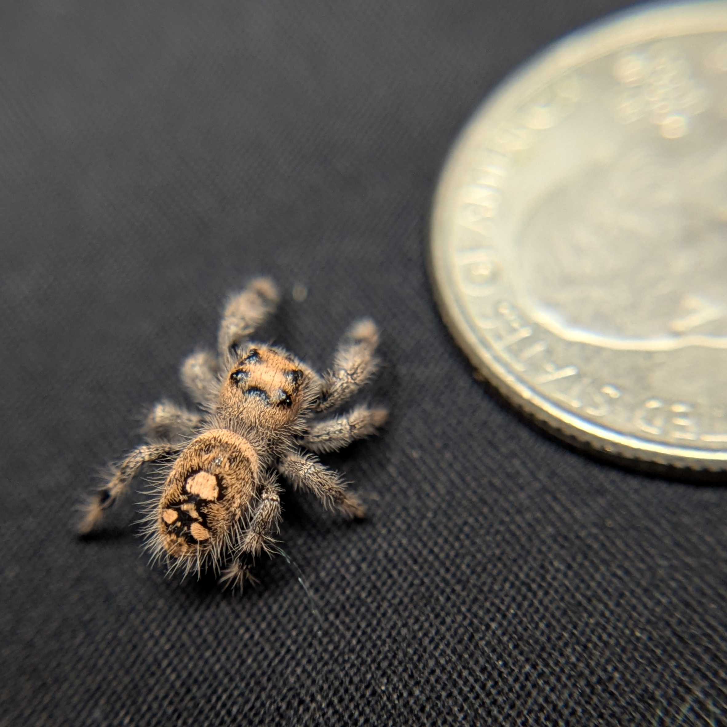 Regal Jumping Spider "Jamba"