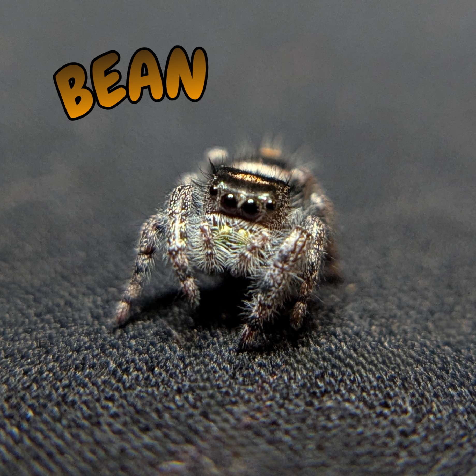 Regal Jumping Spider "Bean"