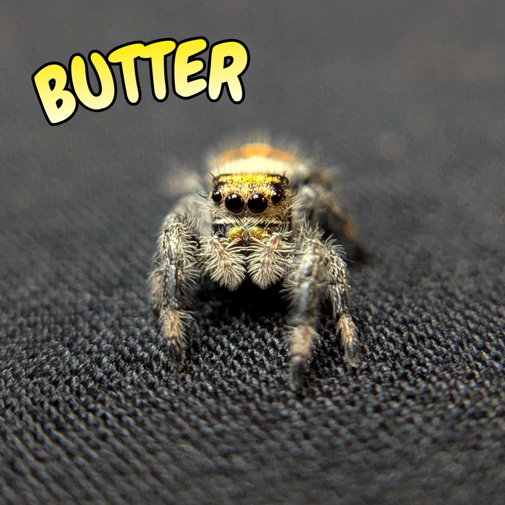 Regal Jumping Spider "Butter"