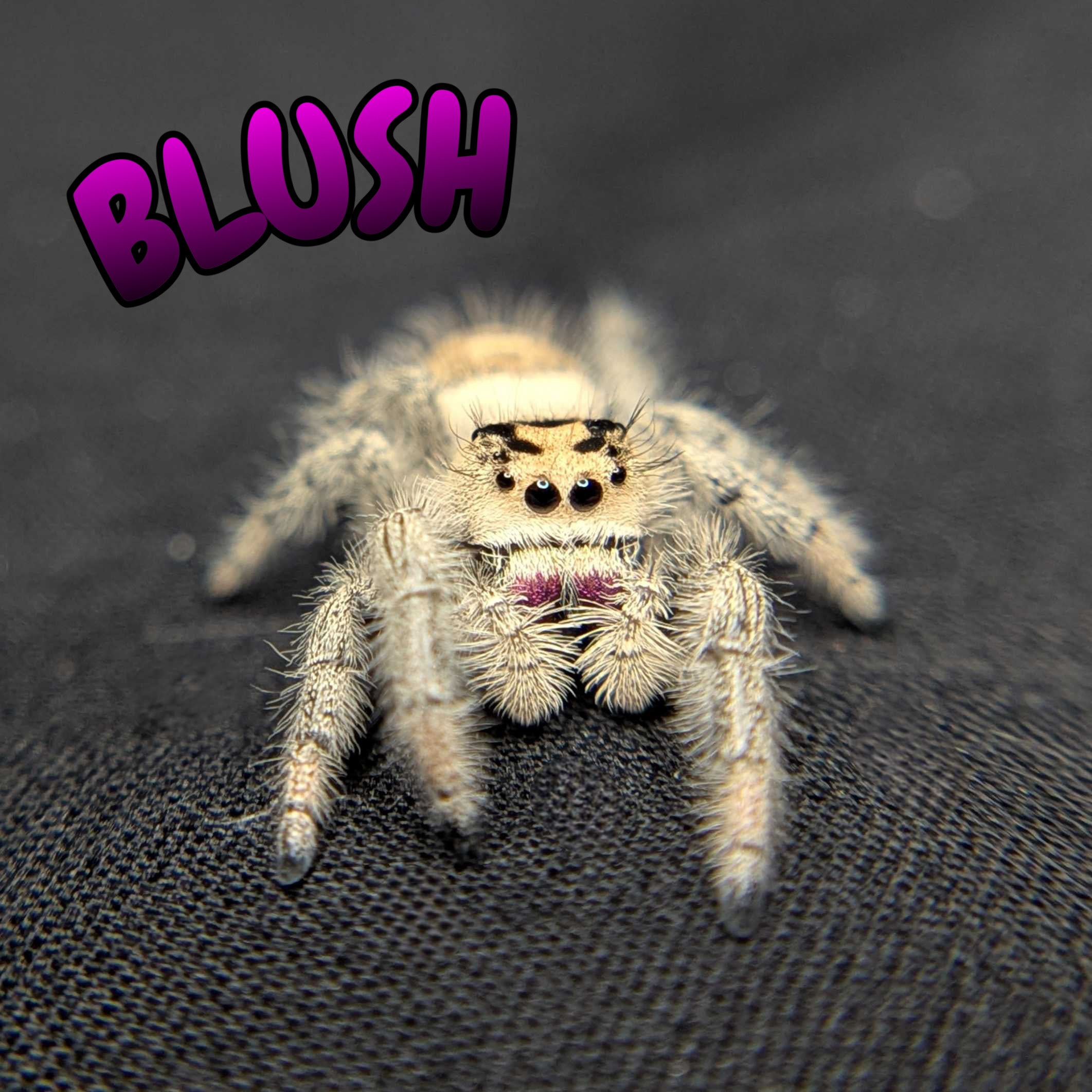 Regal Jumping Spider "Blush"