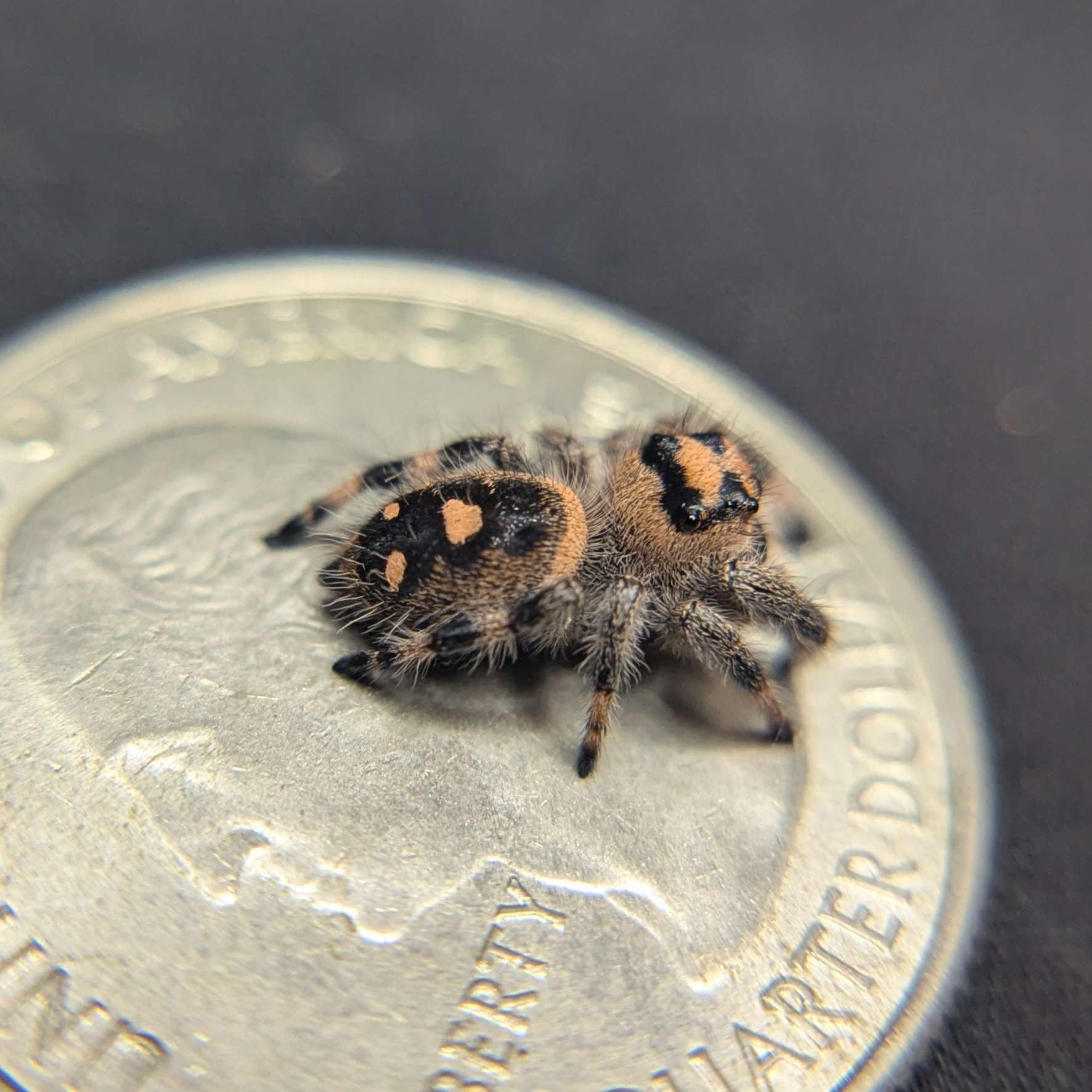 Regal Jumping Spider "Love"