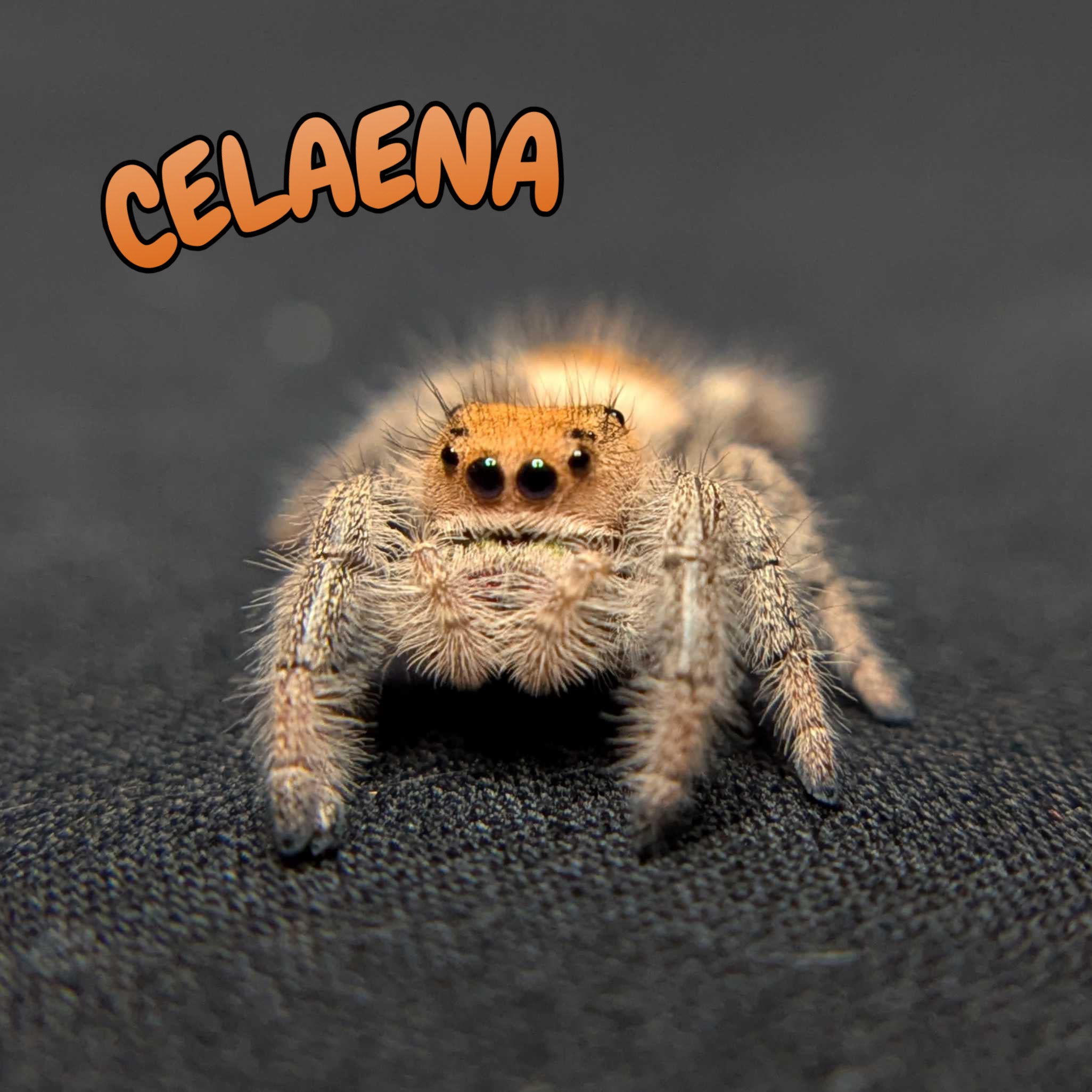 Regal Jumping Spider "Celaena"