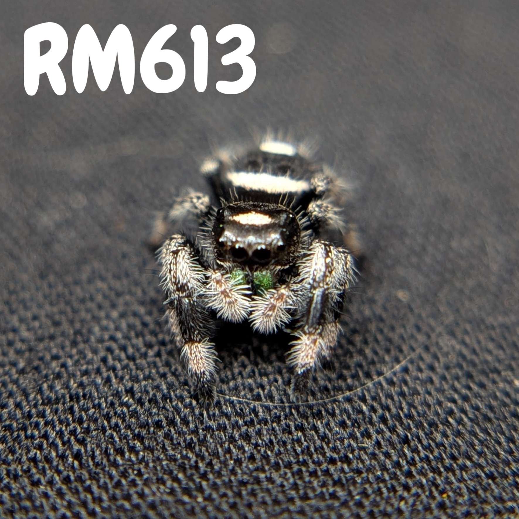 Regal Jumping Spider "Bubbles"