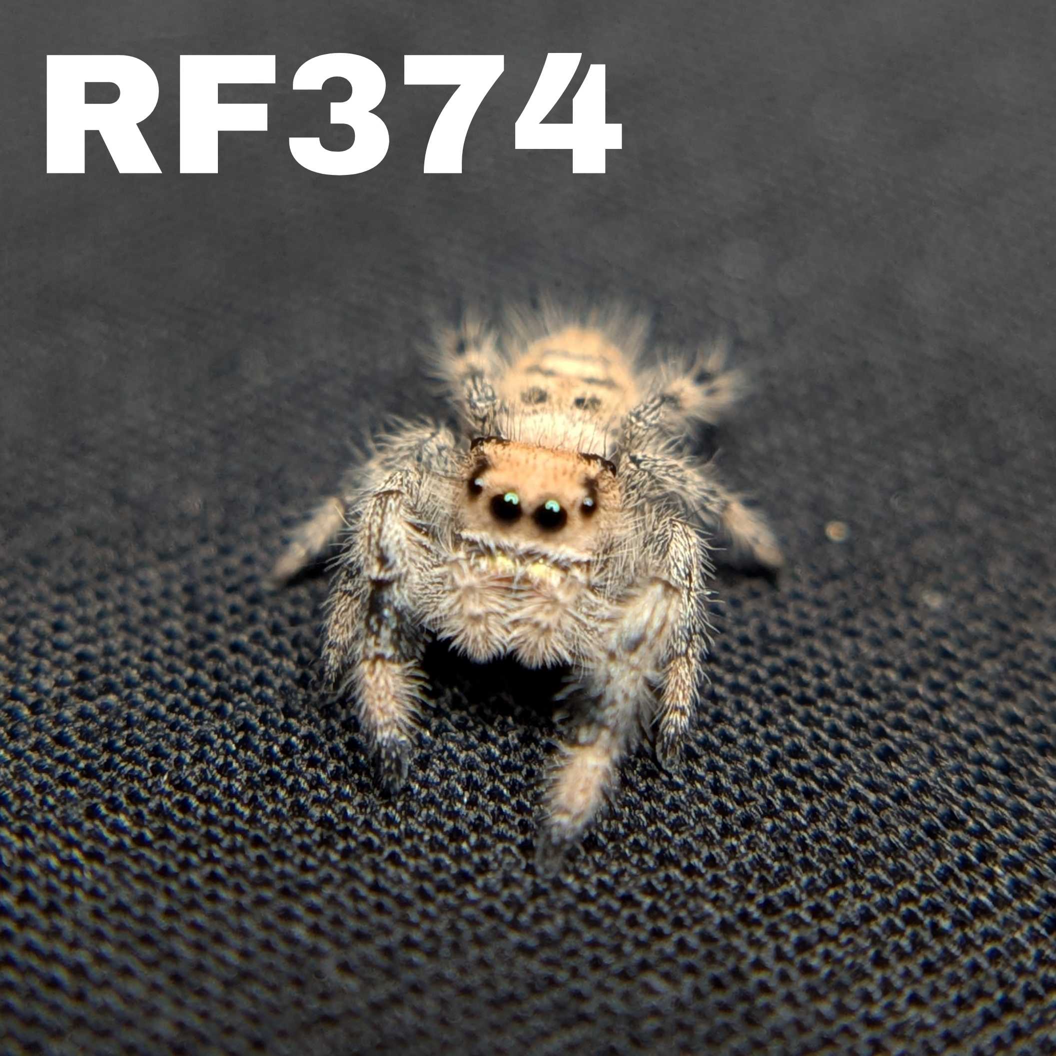 Regal Jumping Spider “Peanut Butter”