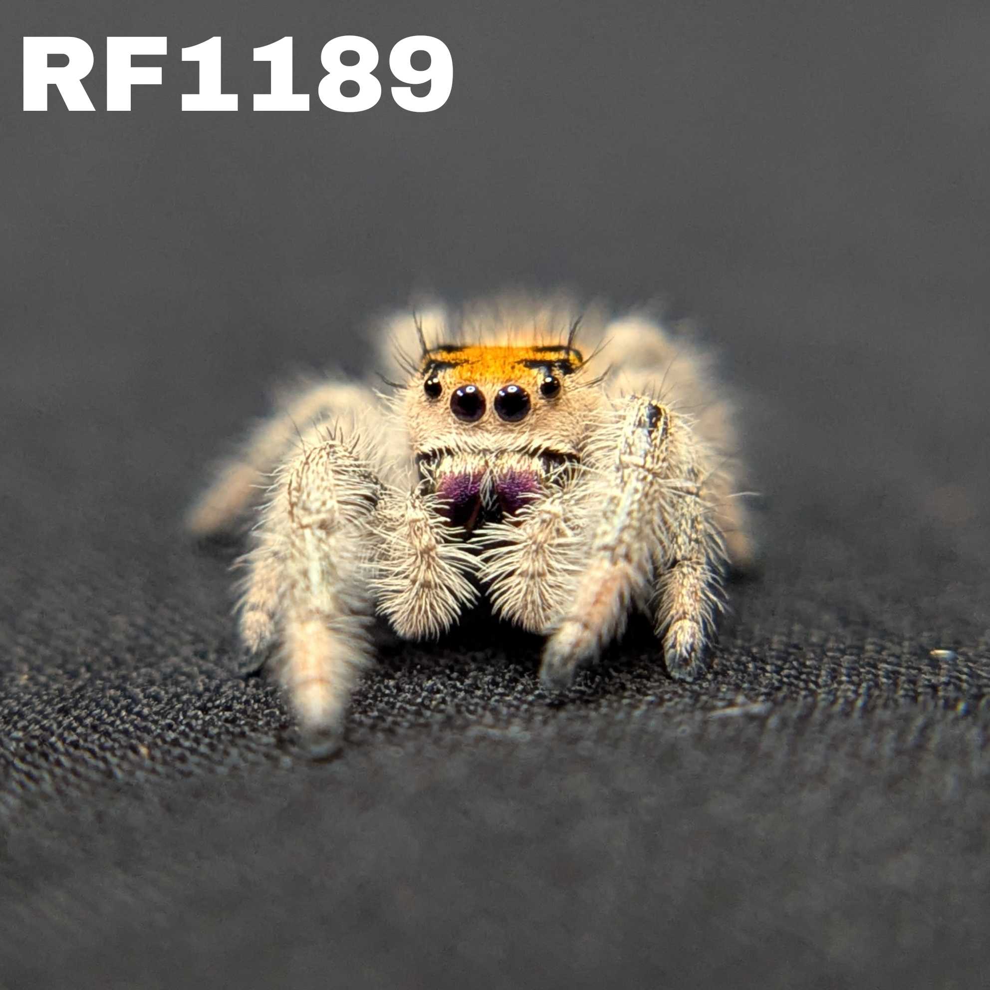 Regal Jumping Spider “Berry Biscuit”