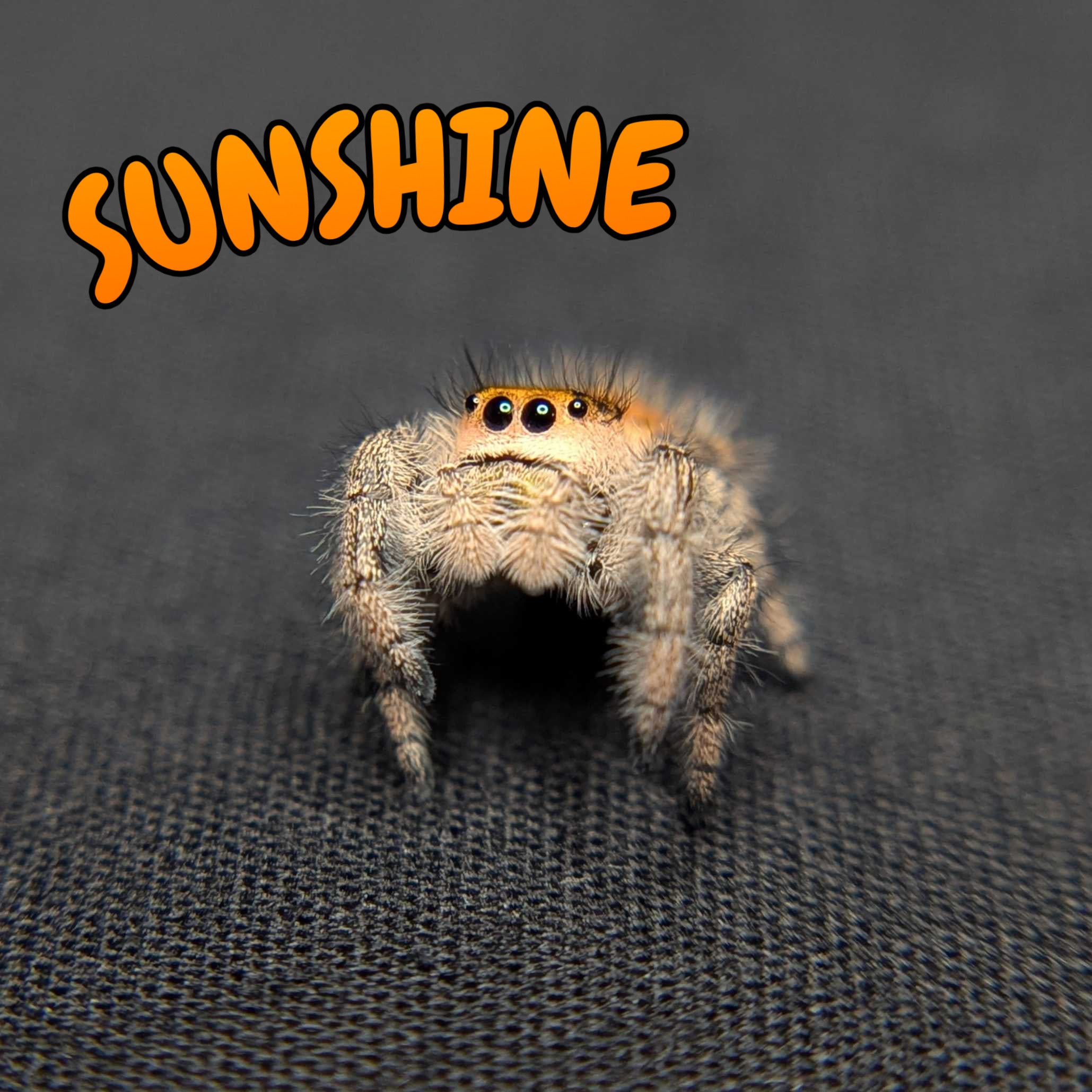 Regal Jumping Spider "Sunshine"