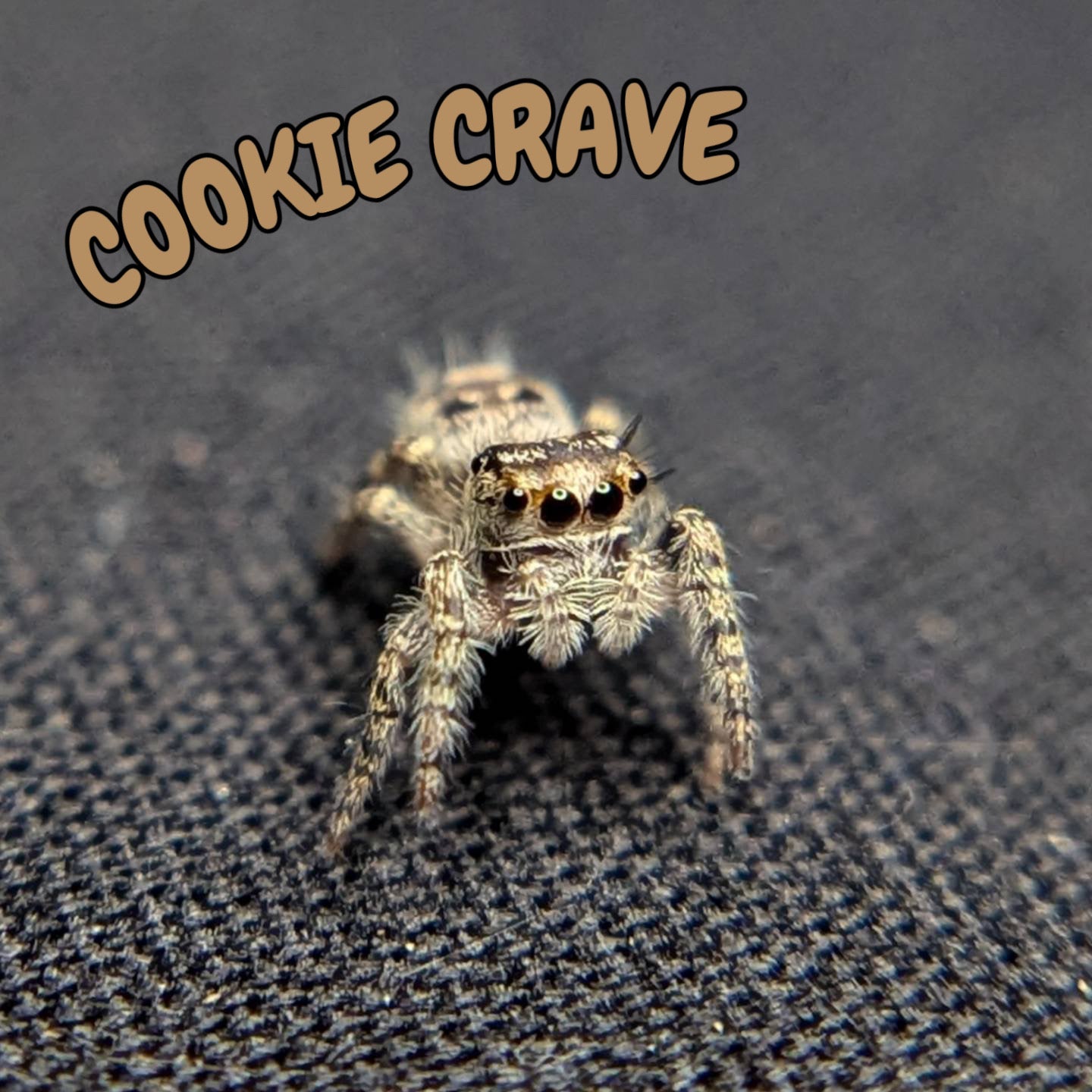 Otiosus Jumping Spider “Cookie Crave”