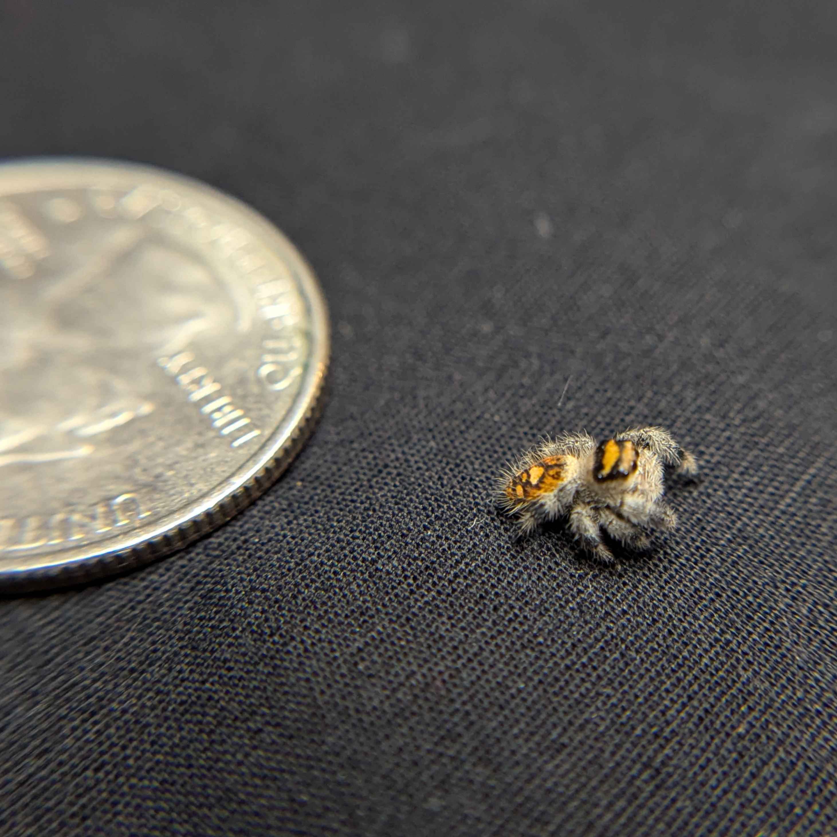 Regal Jumping Spider "Crumpet"