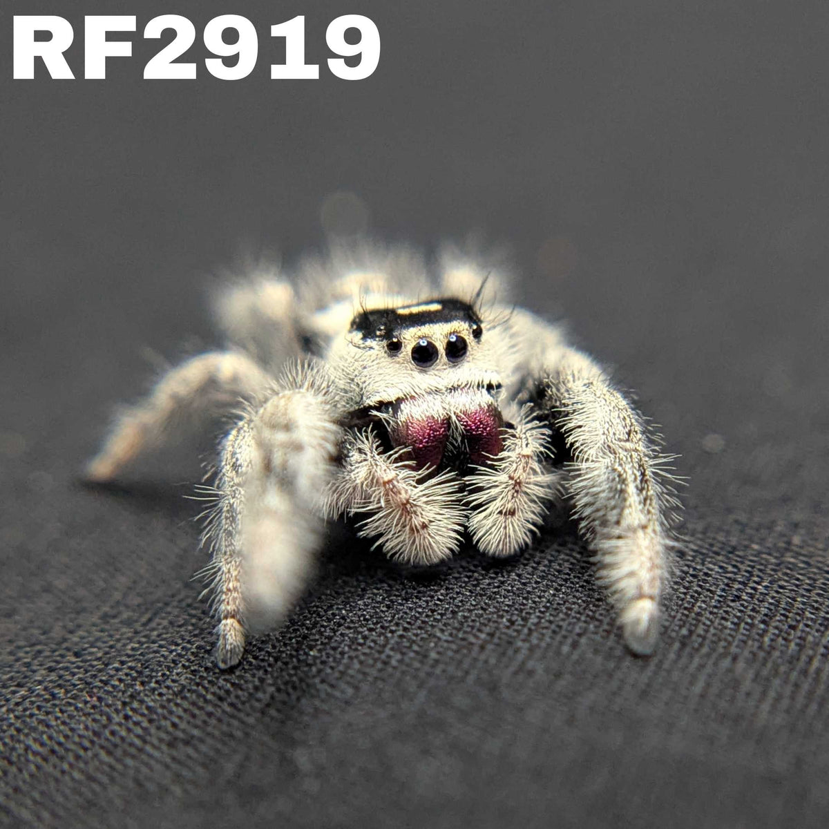 Regal Jumping Spider “Ravenna”