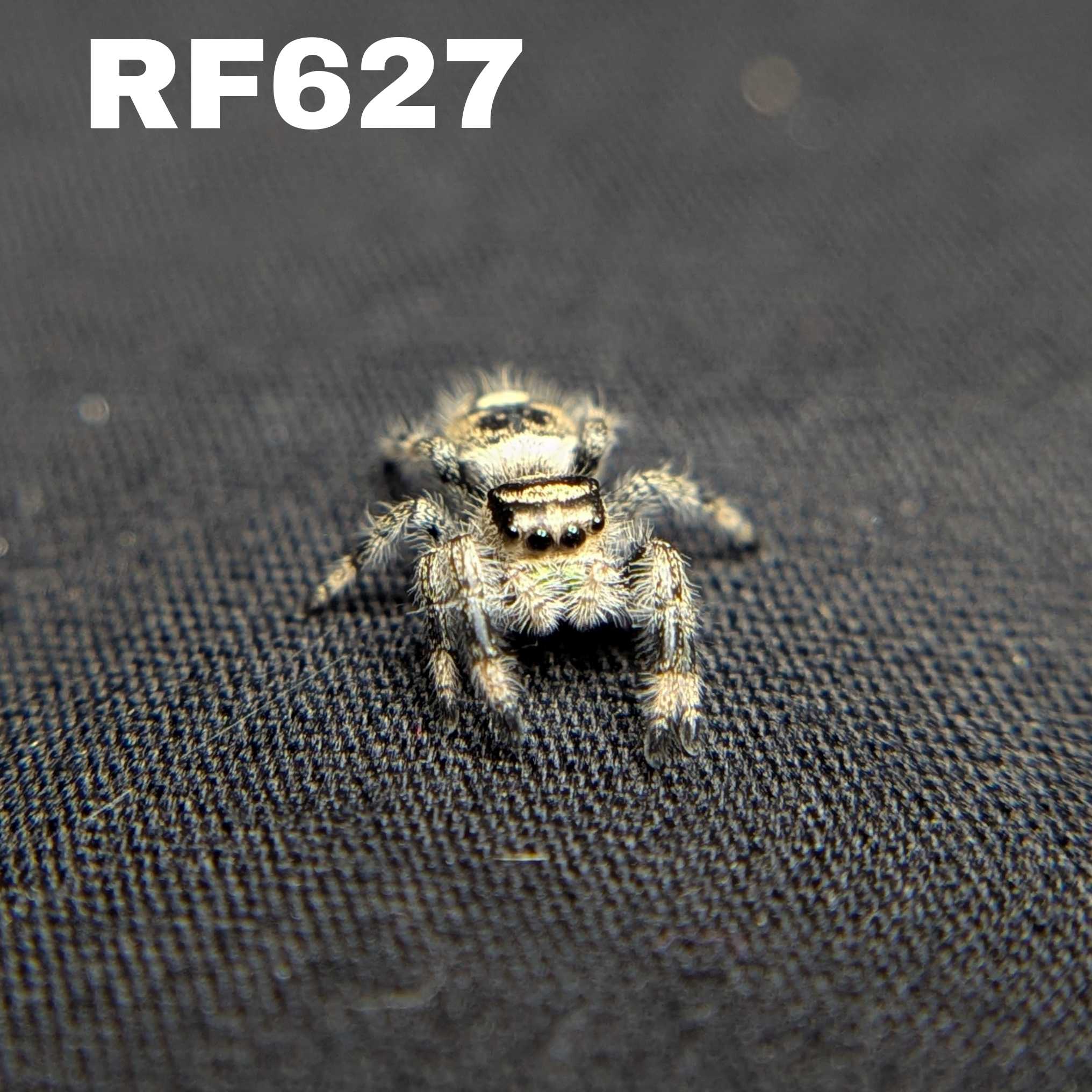 Regal Jumping Spider “Spongecake”