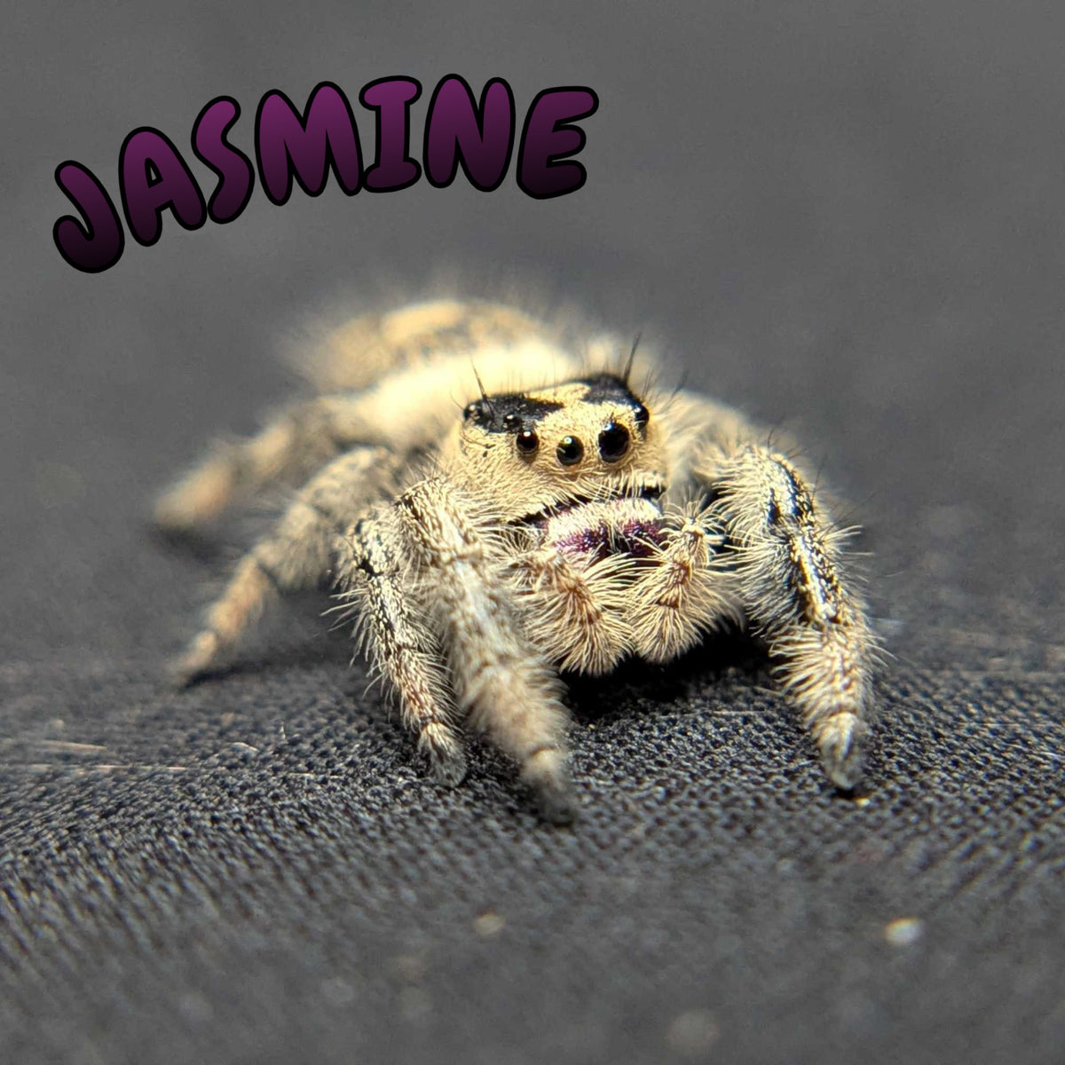 Regal Jumping Spider "Jasmine"