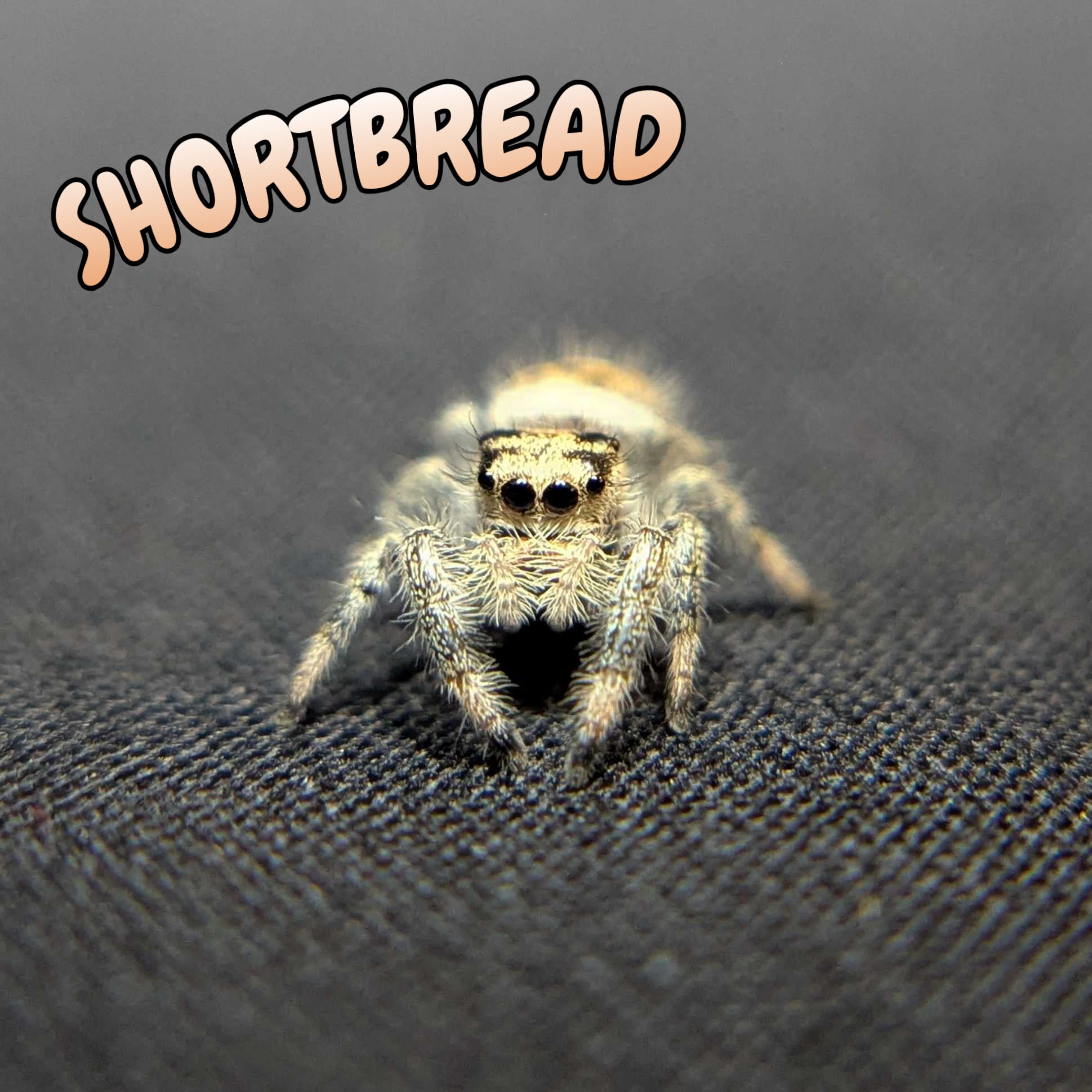 Regal Jumping Spider “Shortbread”