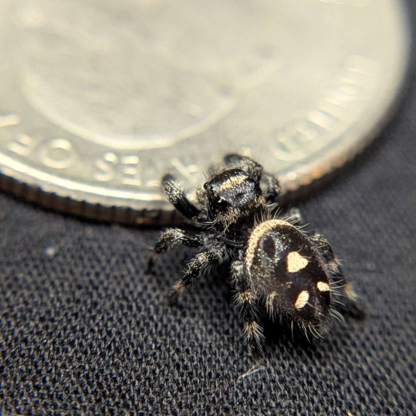 Regal Jumping Spider "Pinto"