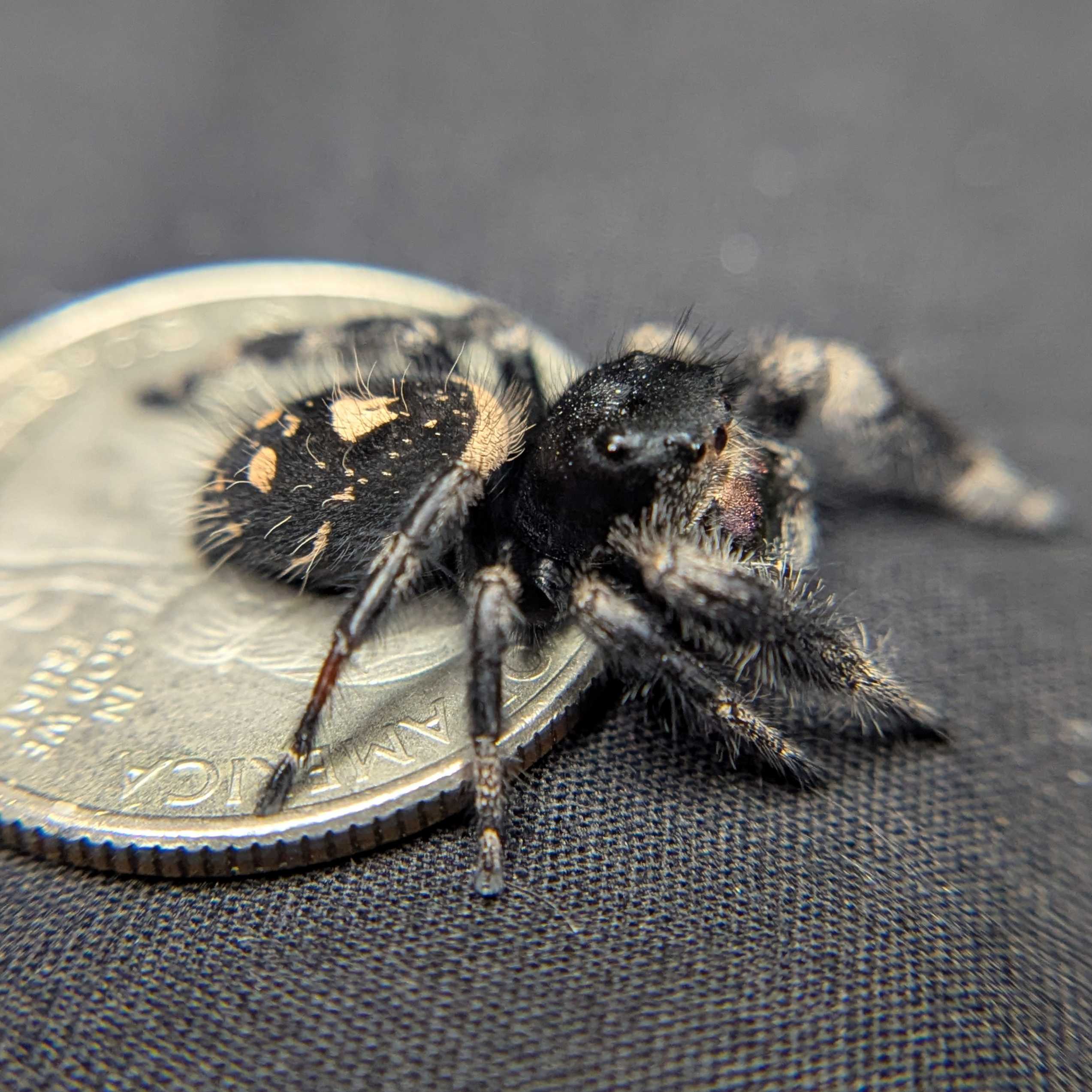 Regal Jumping Spider "Hex"