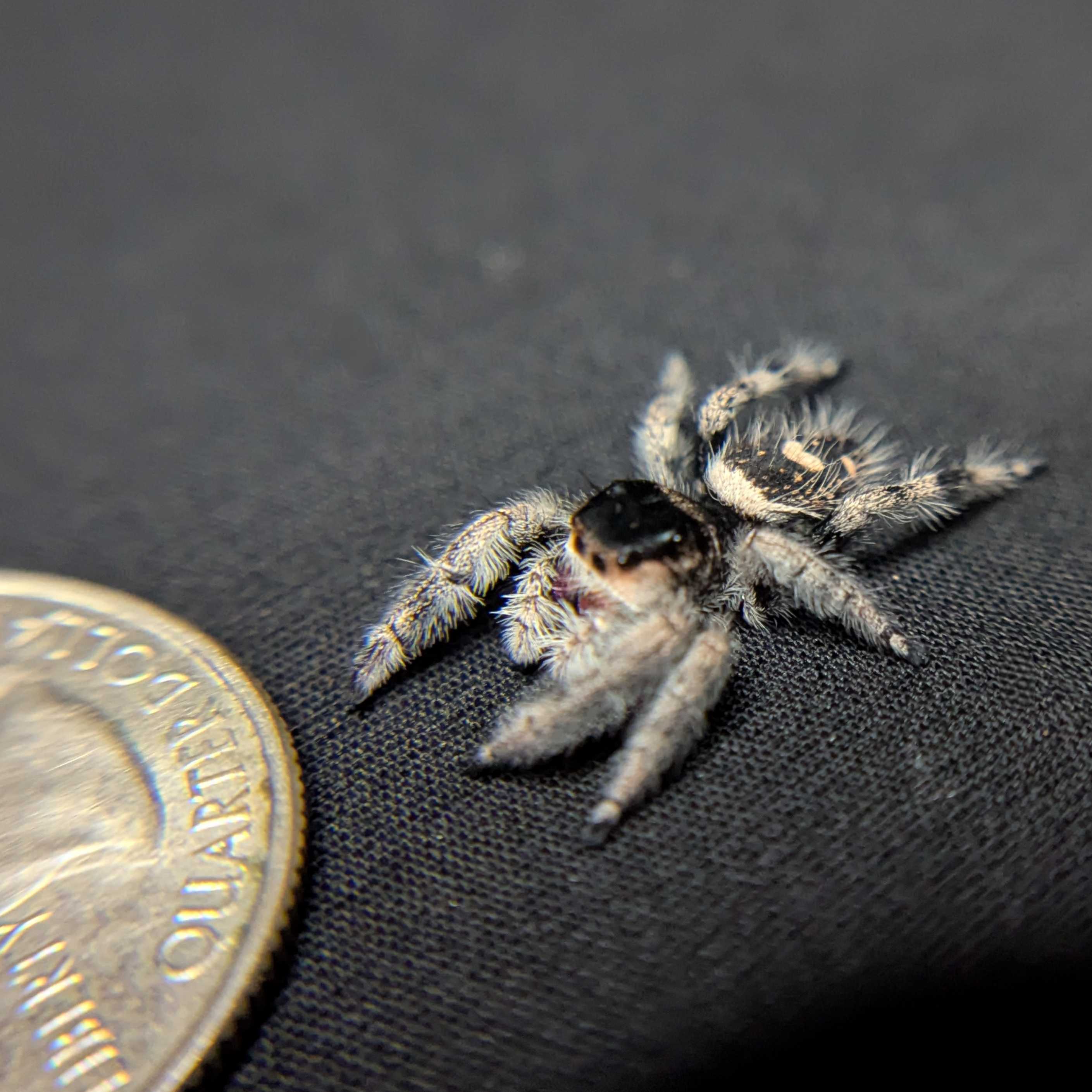 Regal Jumping Spider "Chococream"