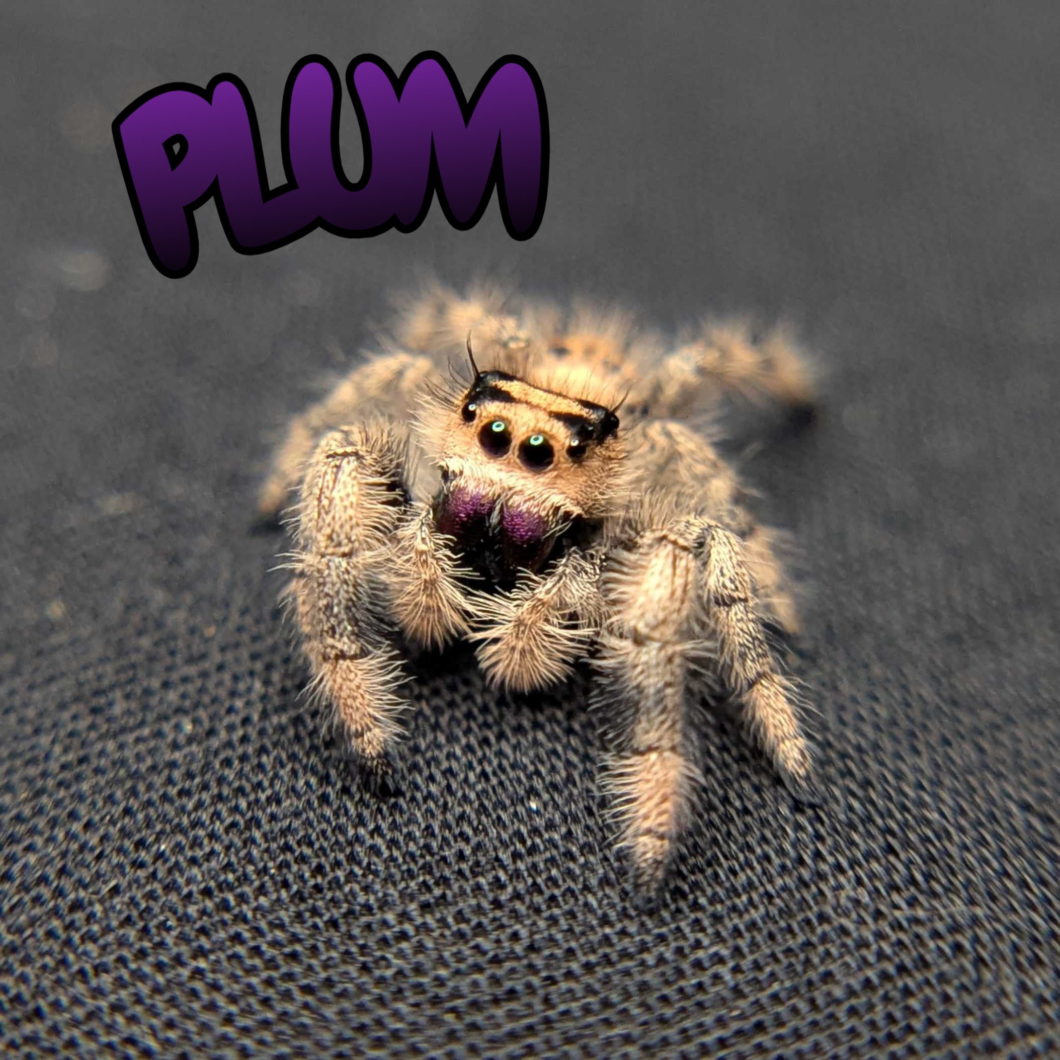 Regal Jumping Spider "Plum"