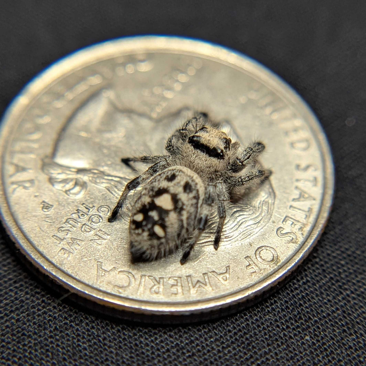 Regal Jumping Spider "Artemis"