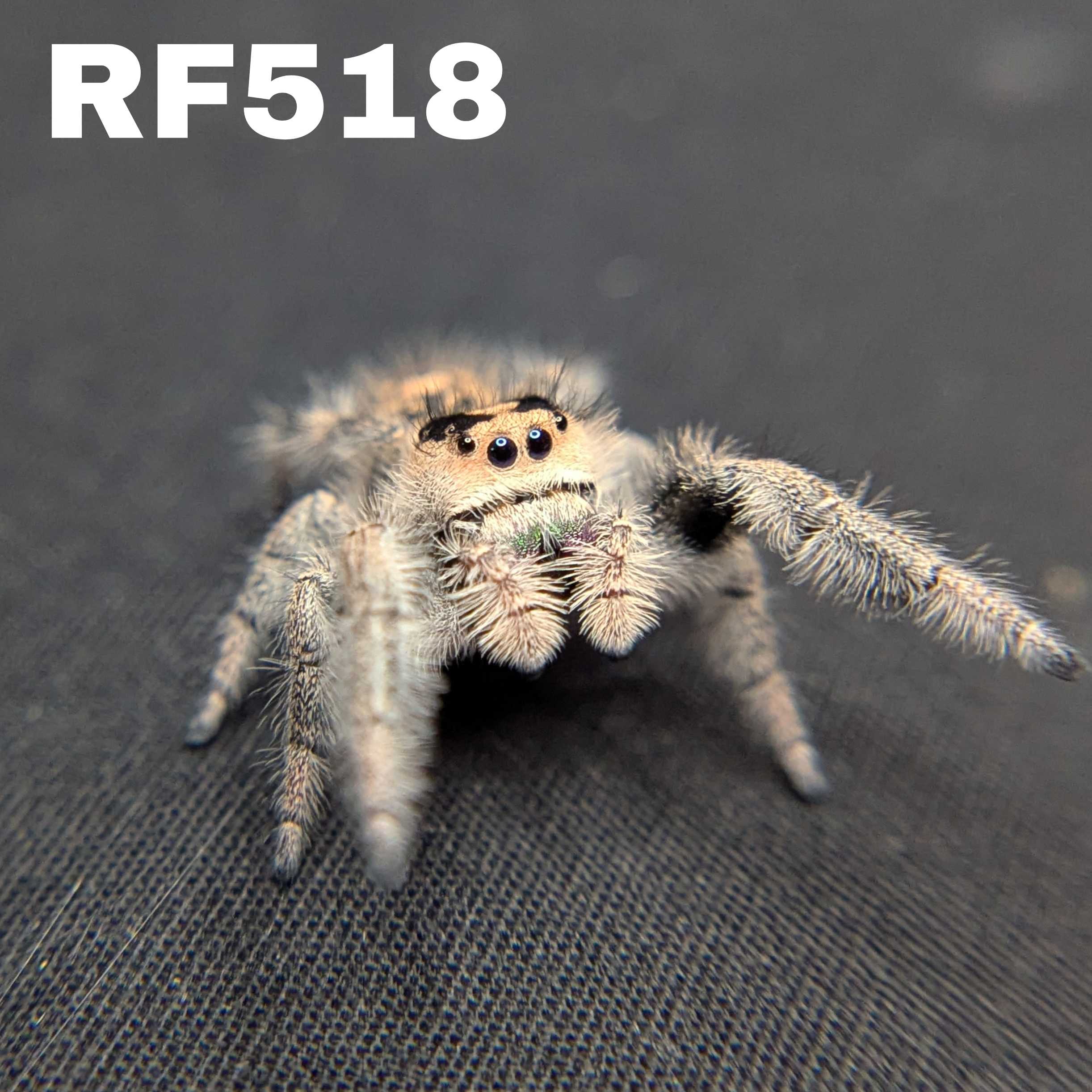 Regal Jumping Spider "Seaweed"